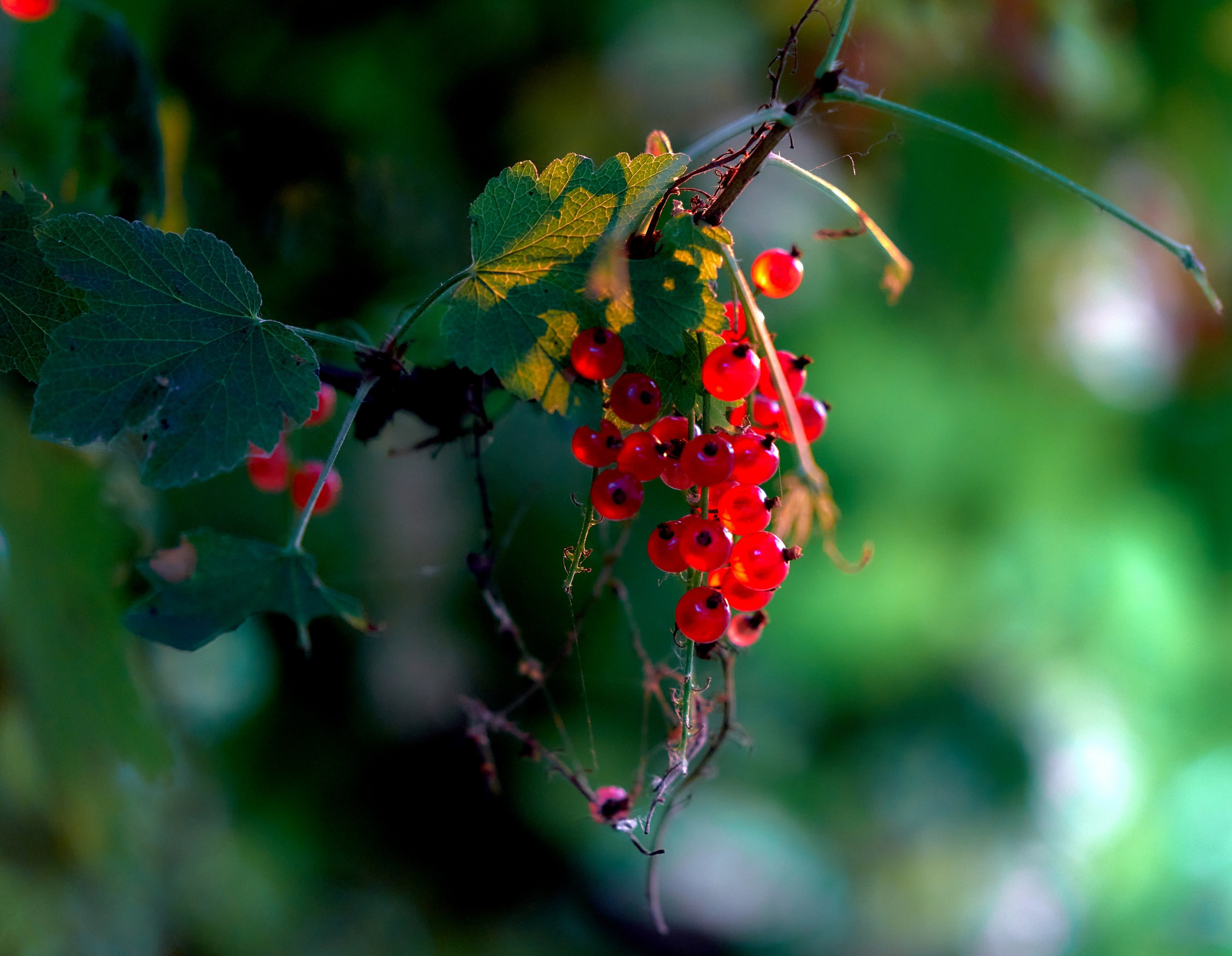 Лютики-цветочки — галерея NATRIEL
