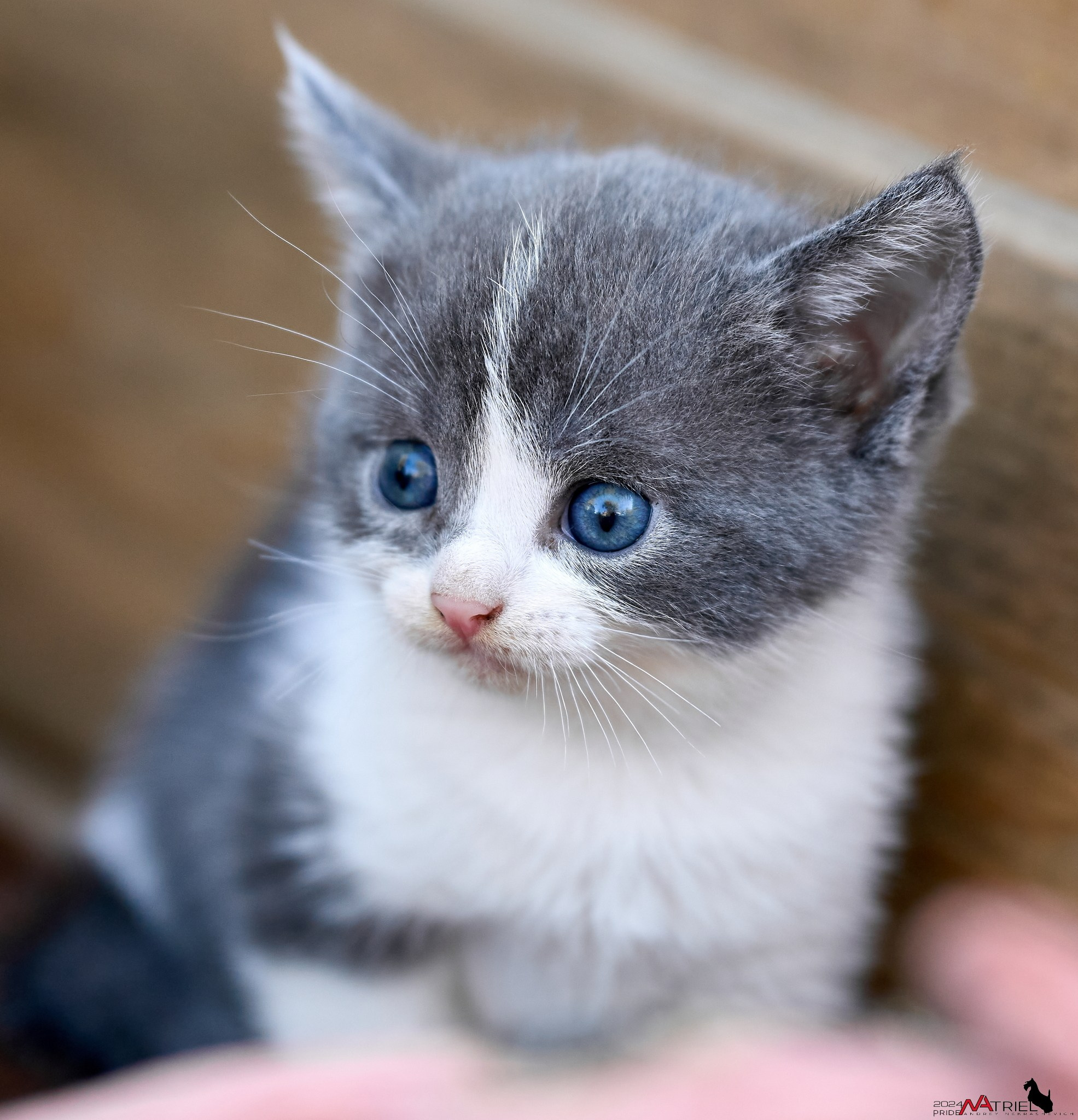 Домашние кошки — галерея NATRIEL