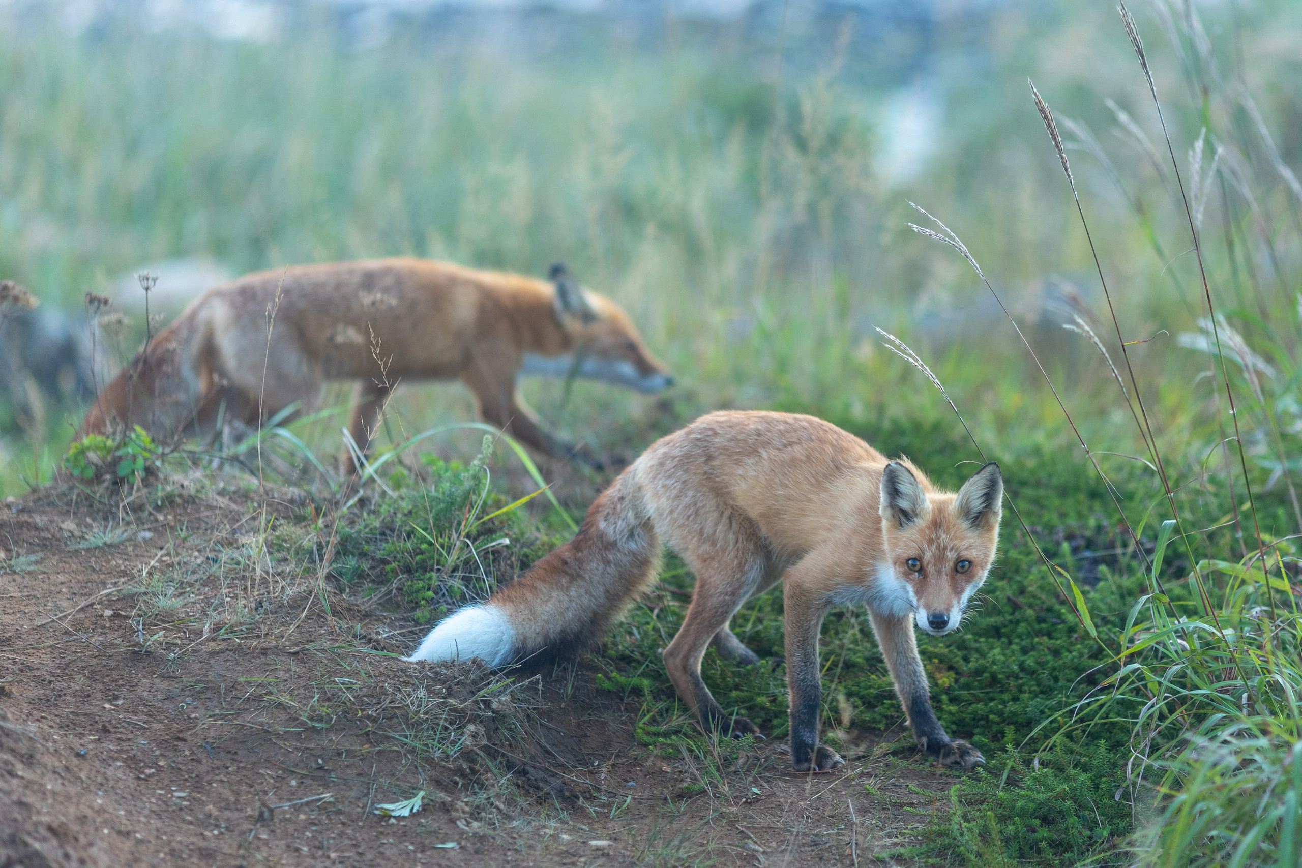Шикотан. Тревел-фотограф Олег Гуров