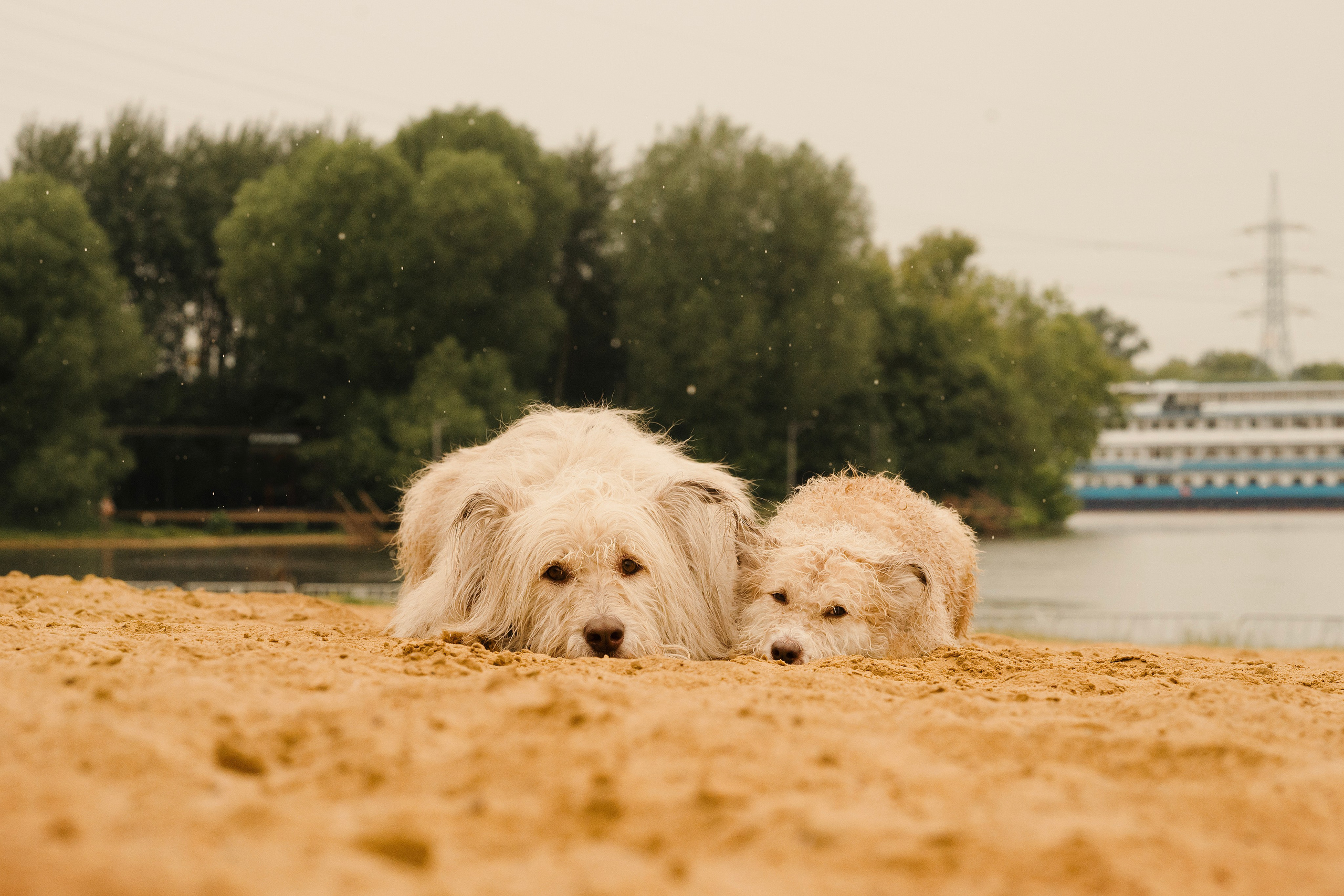 Акиро и Йоши. Фотограф- анималист Александра Матвеева