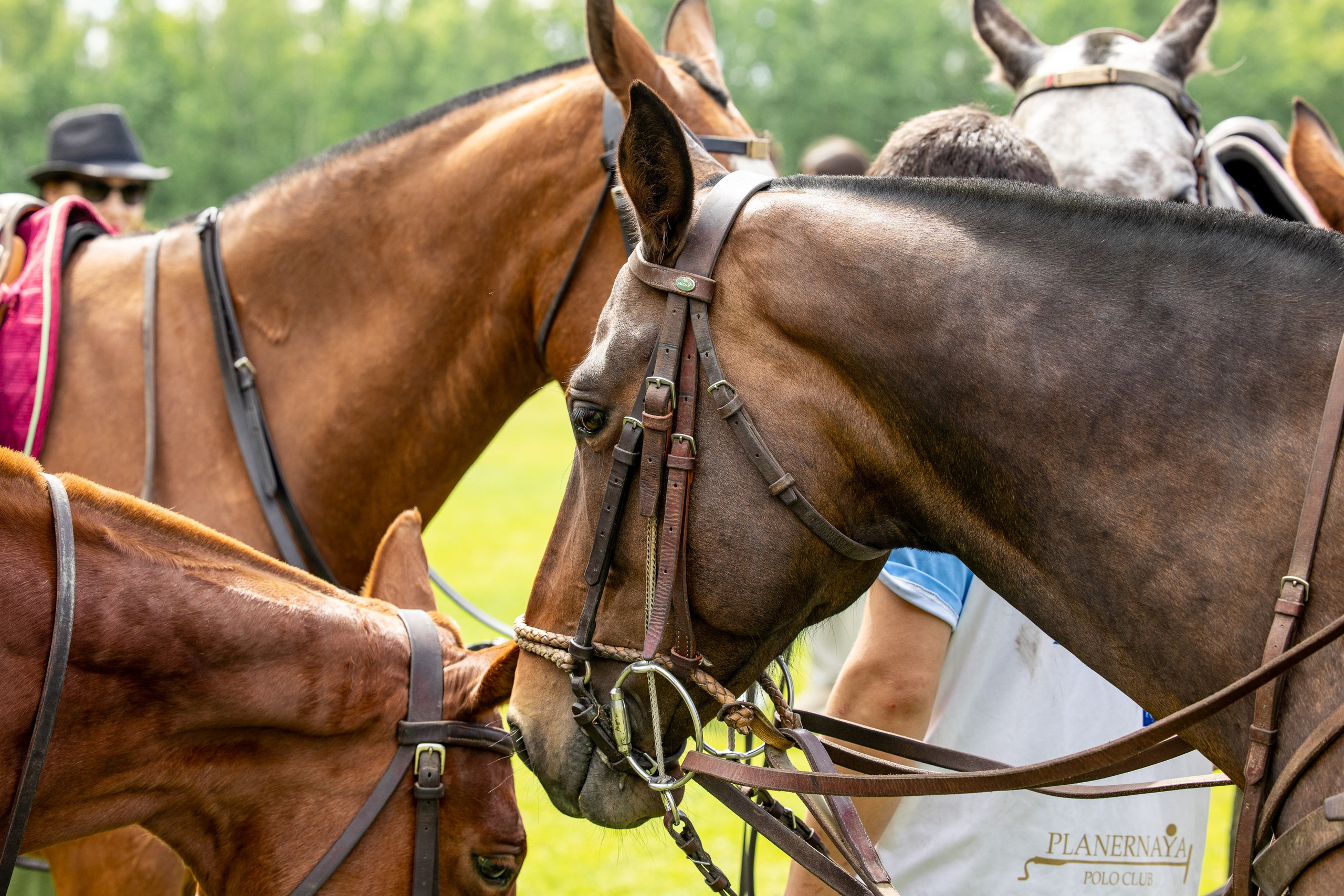 Конное поло. Mrs.Aquarelia Конный фотограф Марианна Леонтьева