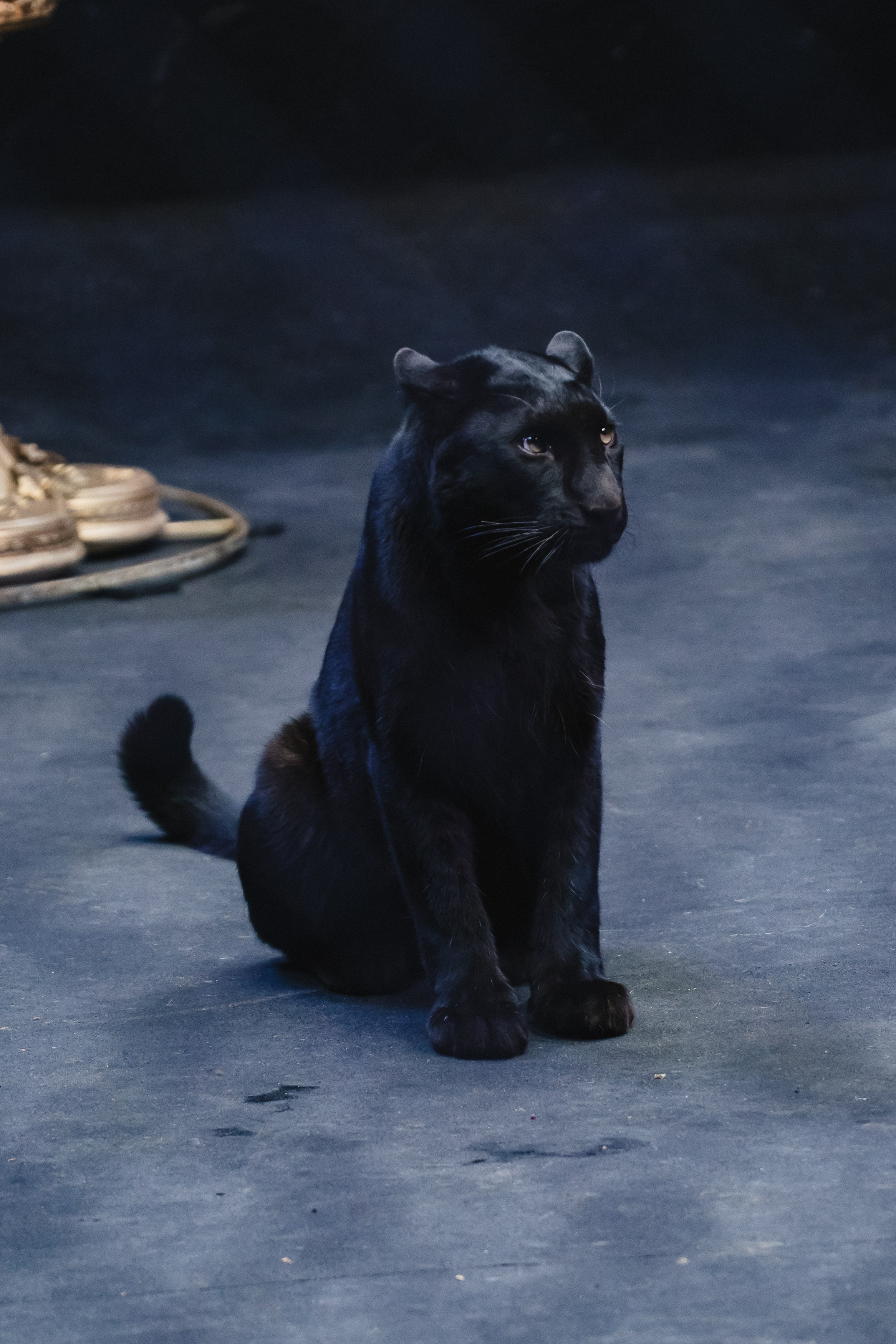 5 Континентов — Открытая репетиция. Воробьева Ксения — Спортивный и танцевальный фотограф Новосибирск