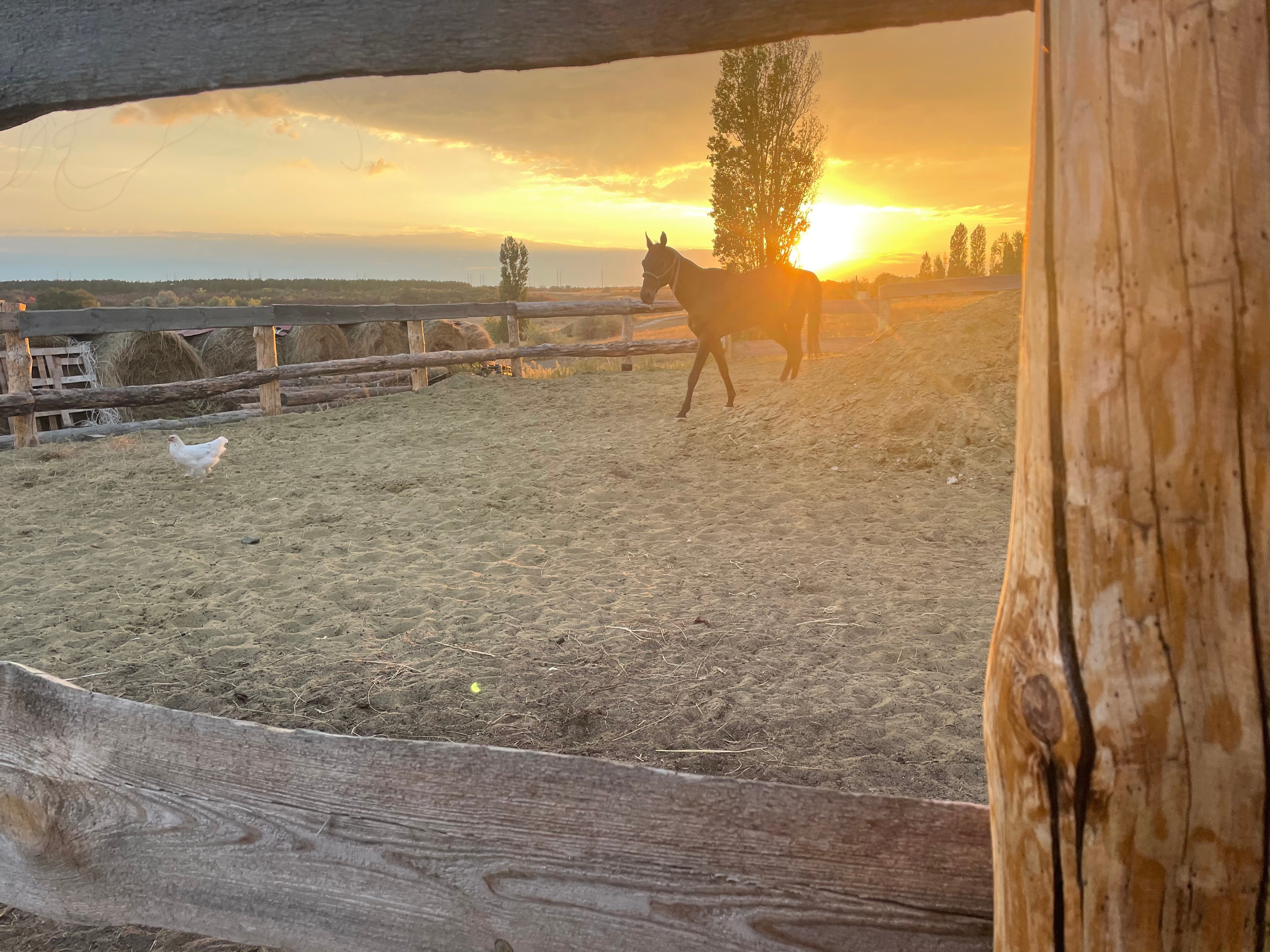 170 004 Конь. ВИЗУАЛЬНЫЕ И ЗВУКОВЫЕ РЕШЕНИЯ ДЛЯ БИЗНЕСА И СЪЁМОК ТЕЛЕТЕЛА