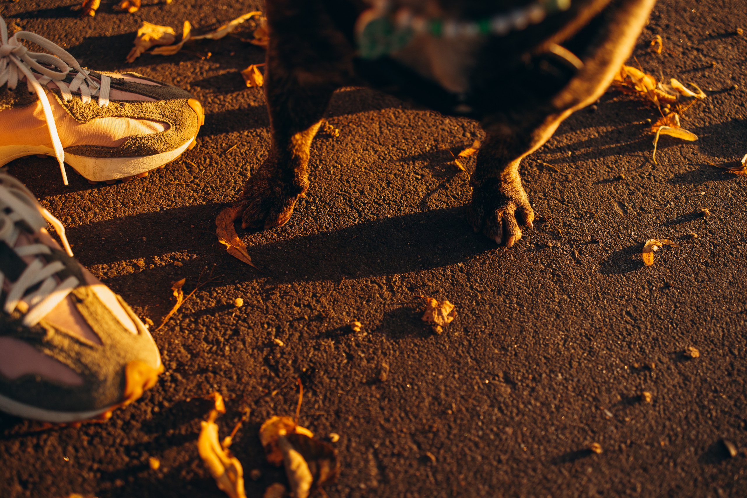 Олеся и Луи. Фотограф — Анималист | Санкт-Петербург