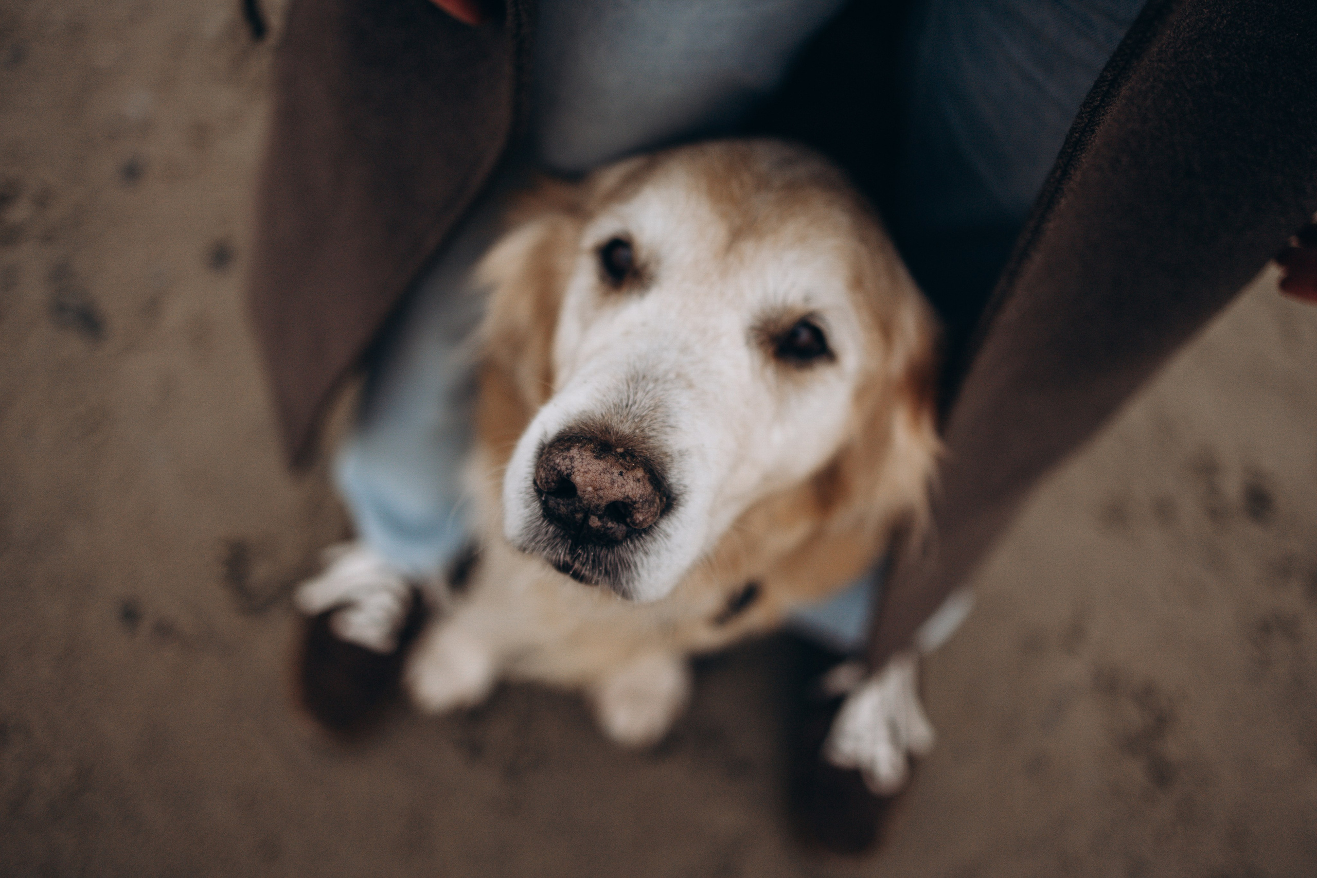 Юля и Максик. Фотограф — Анималист | Санкт-Петербург