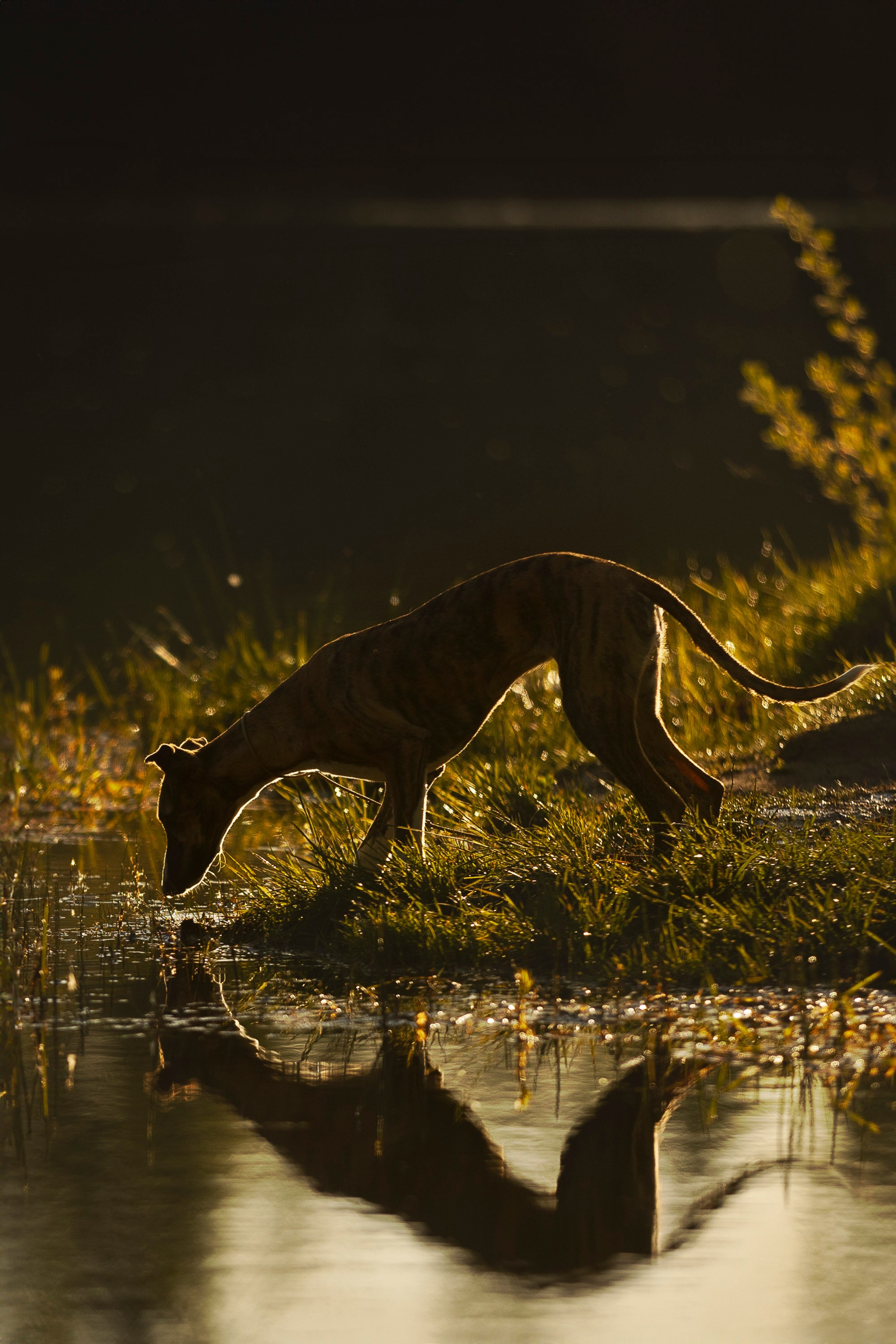 Рассвет с Прохором и Корицей. Фотограф анималист, семейный фотограф, фотограф собак Комратова Мария. г. Москва