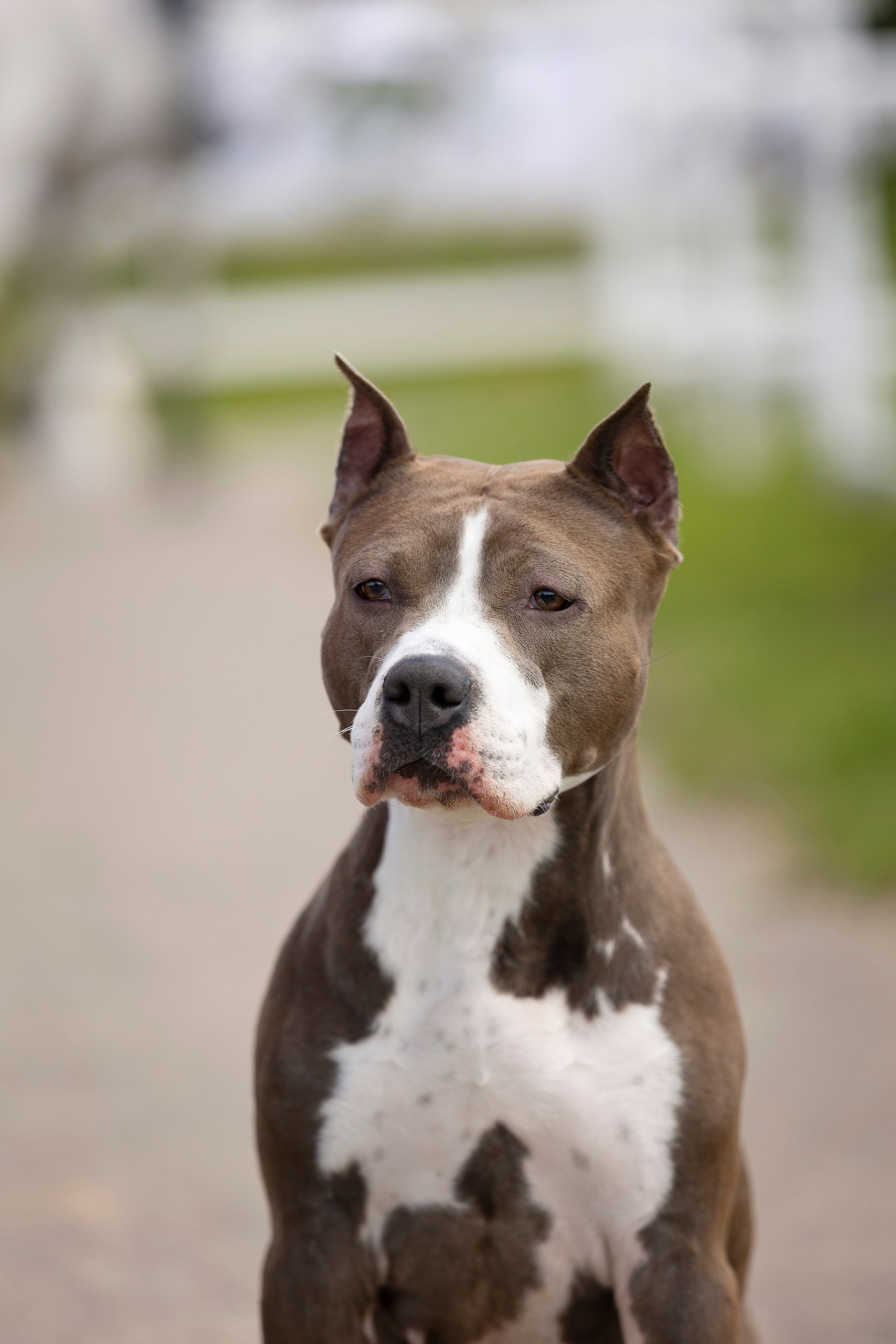 Россия 2024. Фотограф анималист, семейный фотограф, фотограф собак Комратова Мария. г. Москва