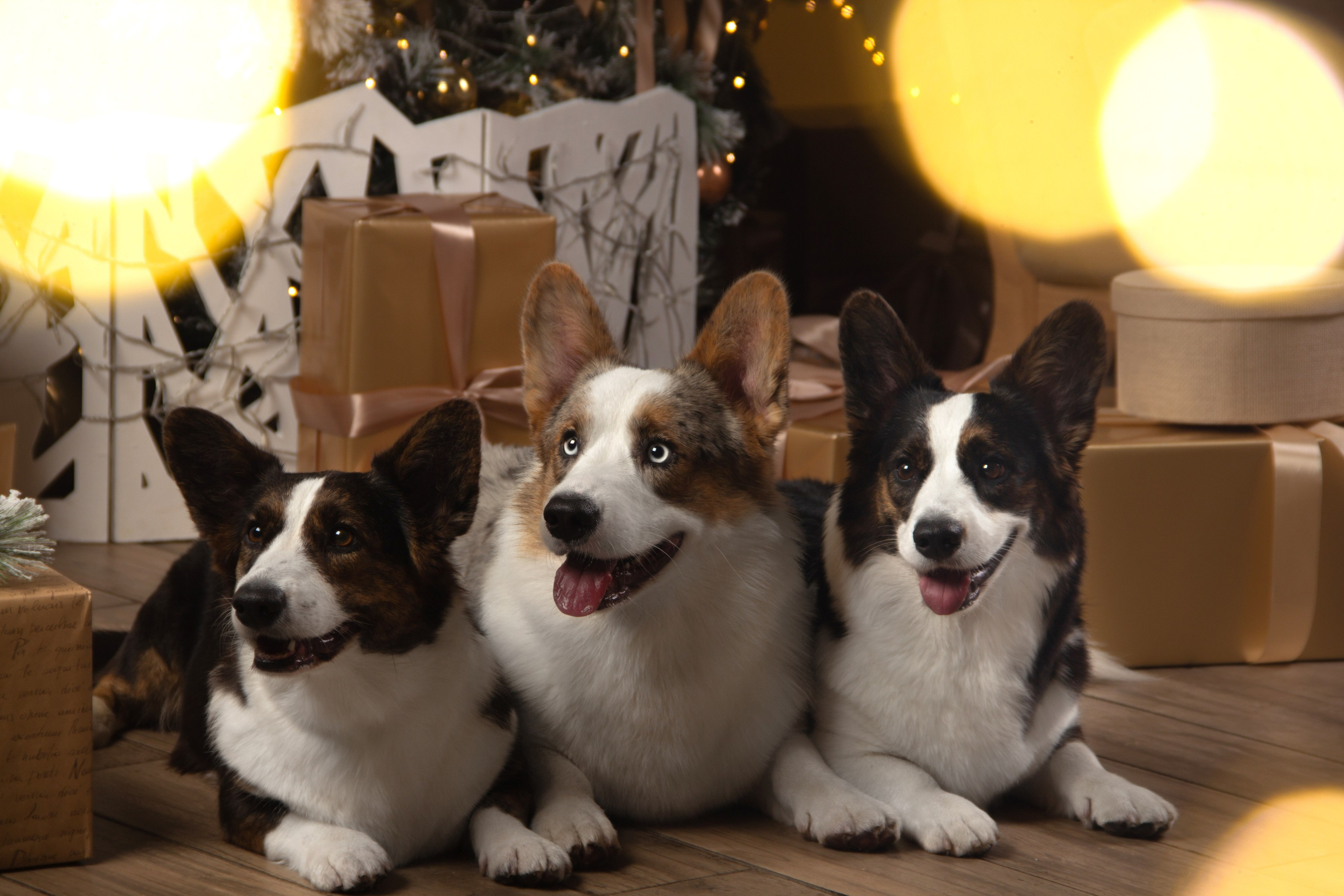 Студийная съемка. Фотограф — анималист в Москве и области Ольга Петракова