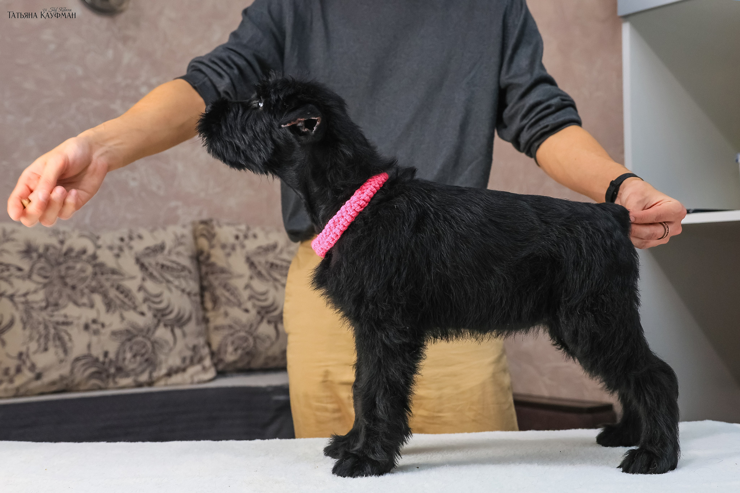 Ризеншнауцеры 2 месяца. Фотограф Анималист из Новосибирска Татьяна Кауфман