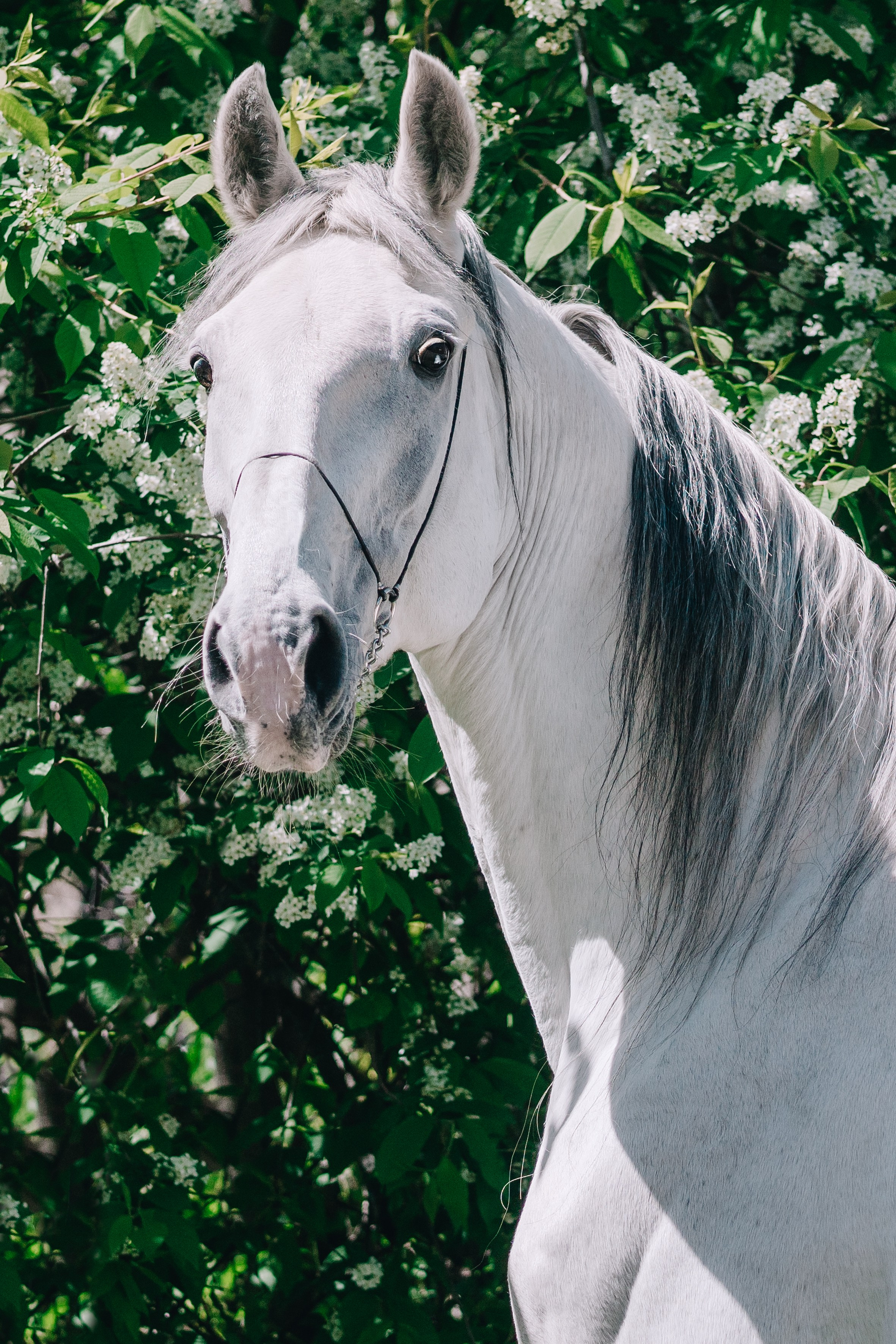 Life with horse. Saamill