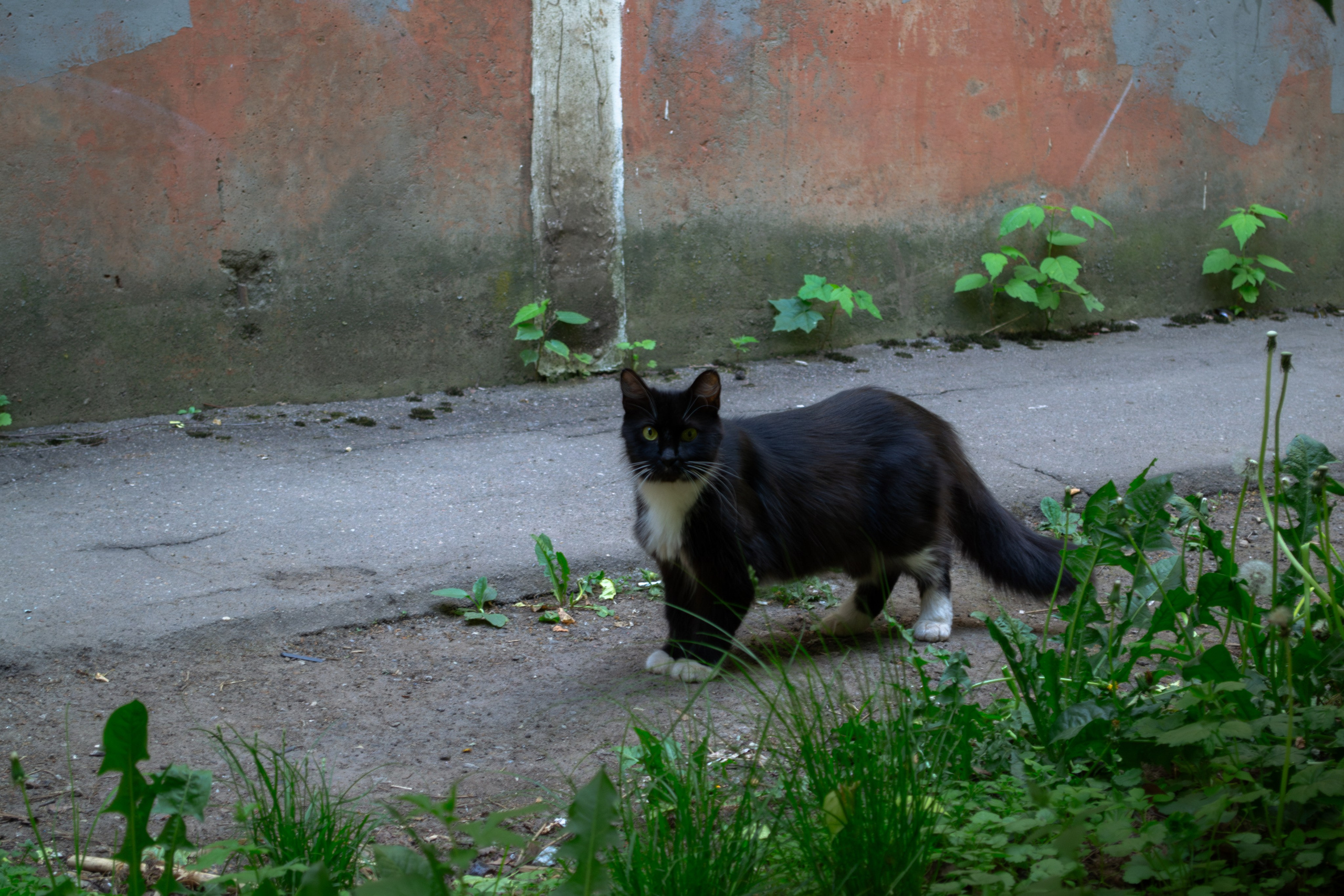 Cats.1. Dumshap | думшап