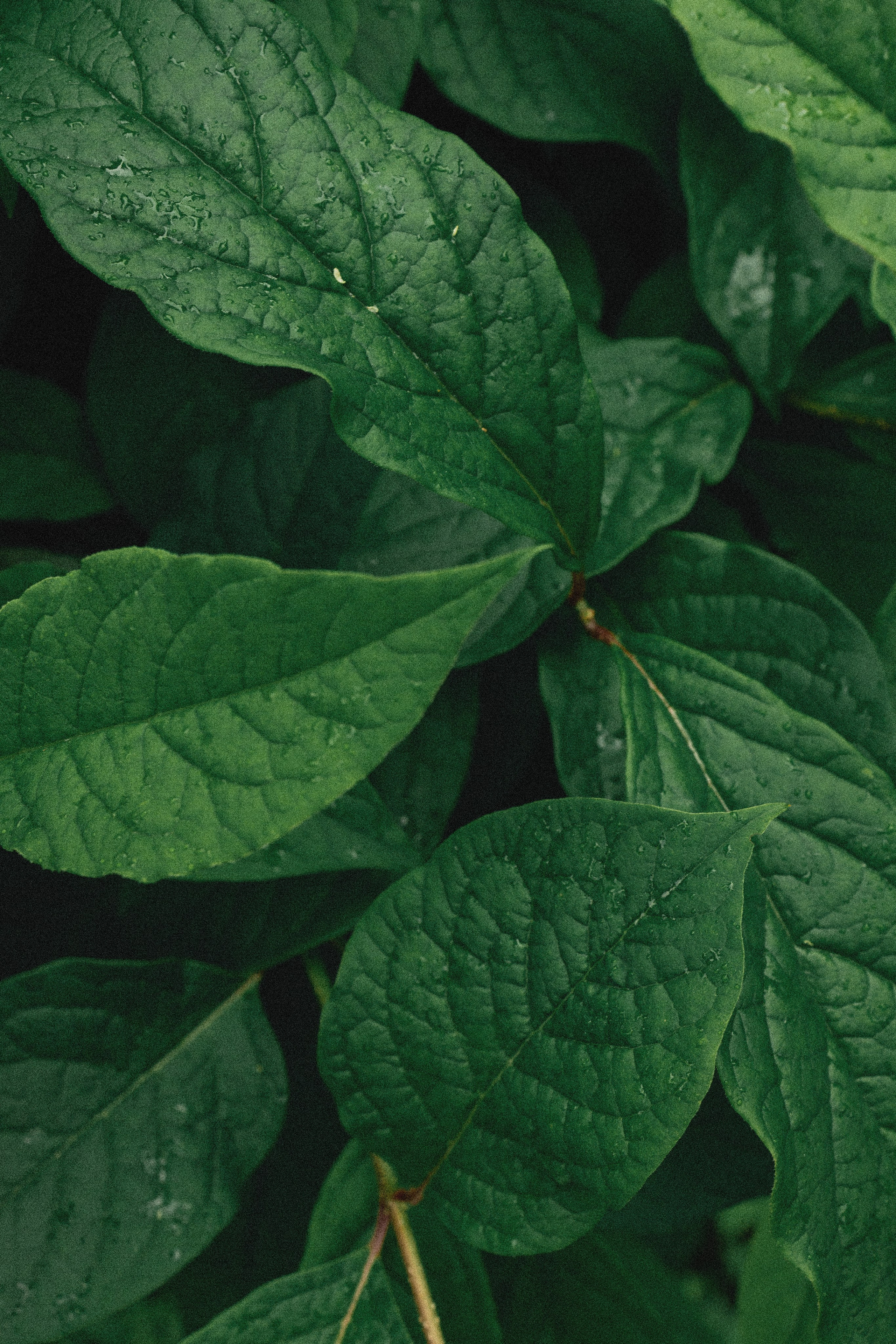 Эстетика П р о Я в л е н и я. Виноградова Маргарита. Фотограф P r o Явления