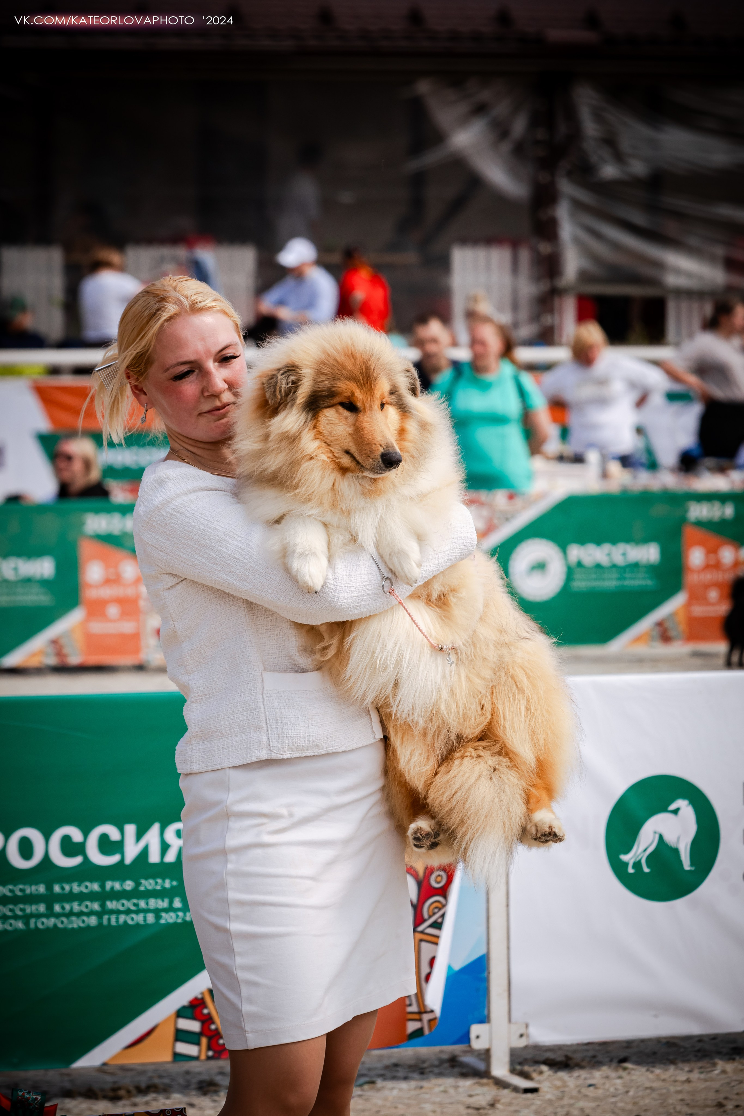 Фотосъемка собак, щенков, на выставках, фотограф анималист Россия воронеж. Питомник собак Акита, Хаски, Корги
