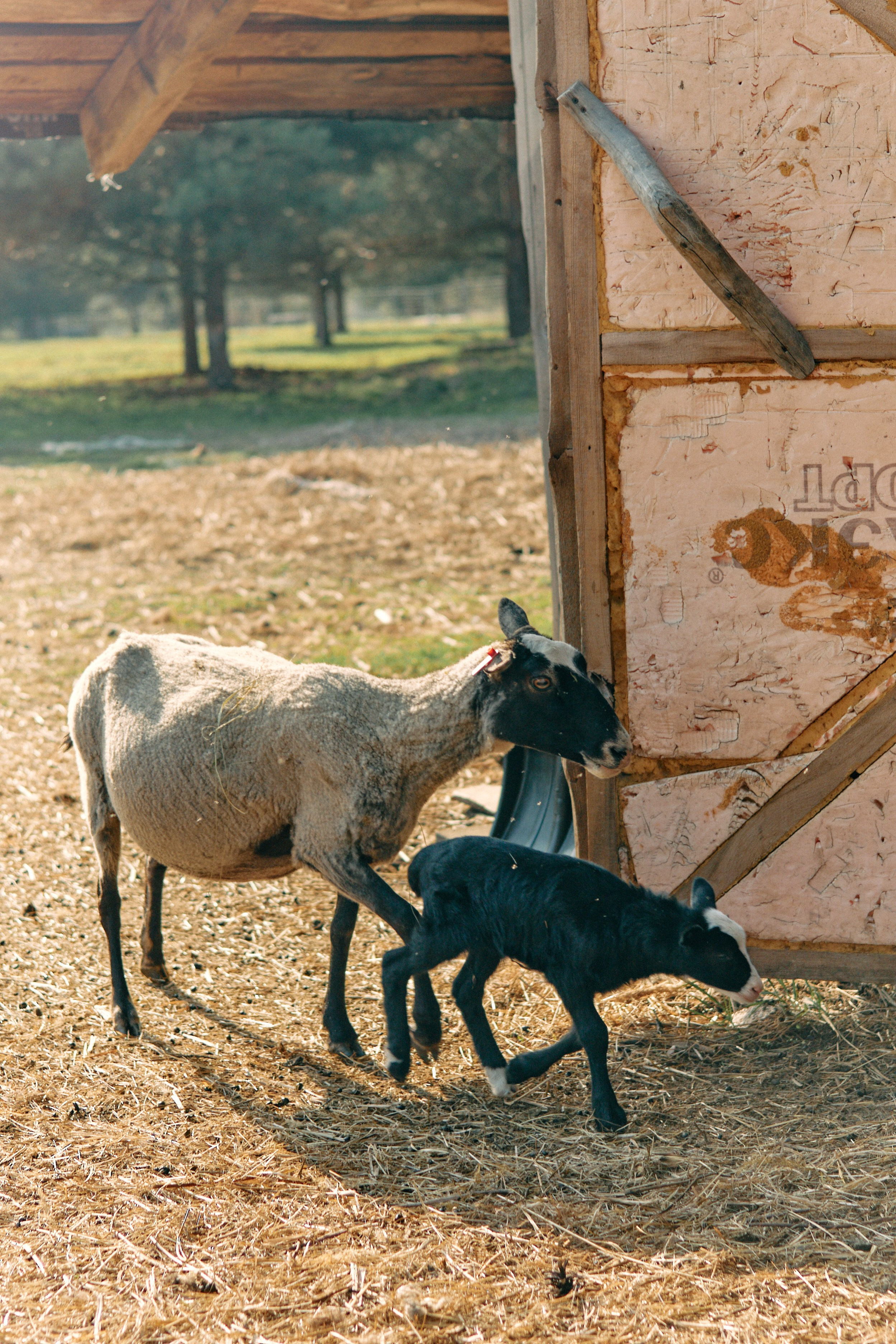 Бутик-отель Поле летом. Профессиональный Фотограф во Владимире, в Москве и в Суздале — Полина Романычева