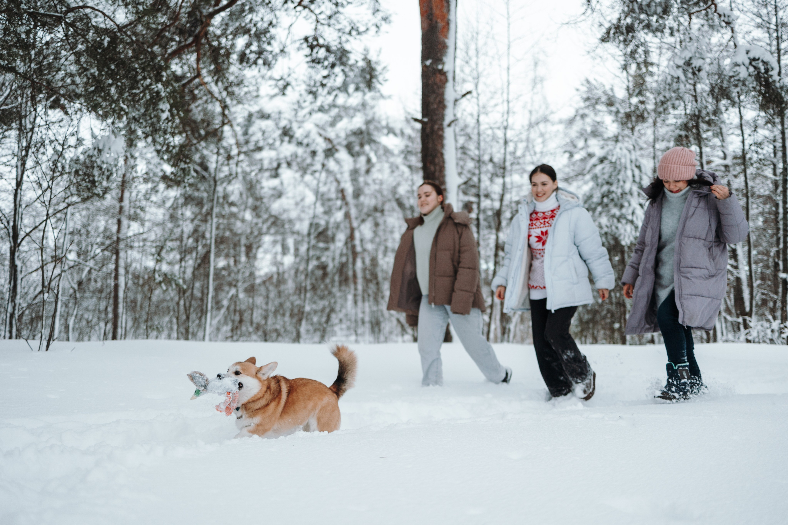 Оливка и ее семья. Фотограф — Анималист | Санкт-Петербург
