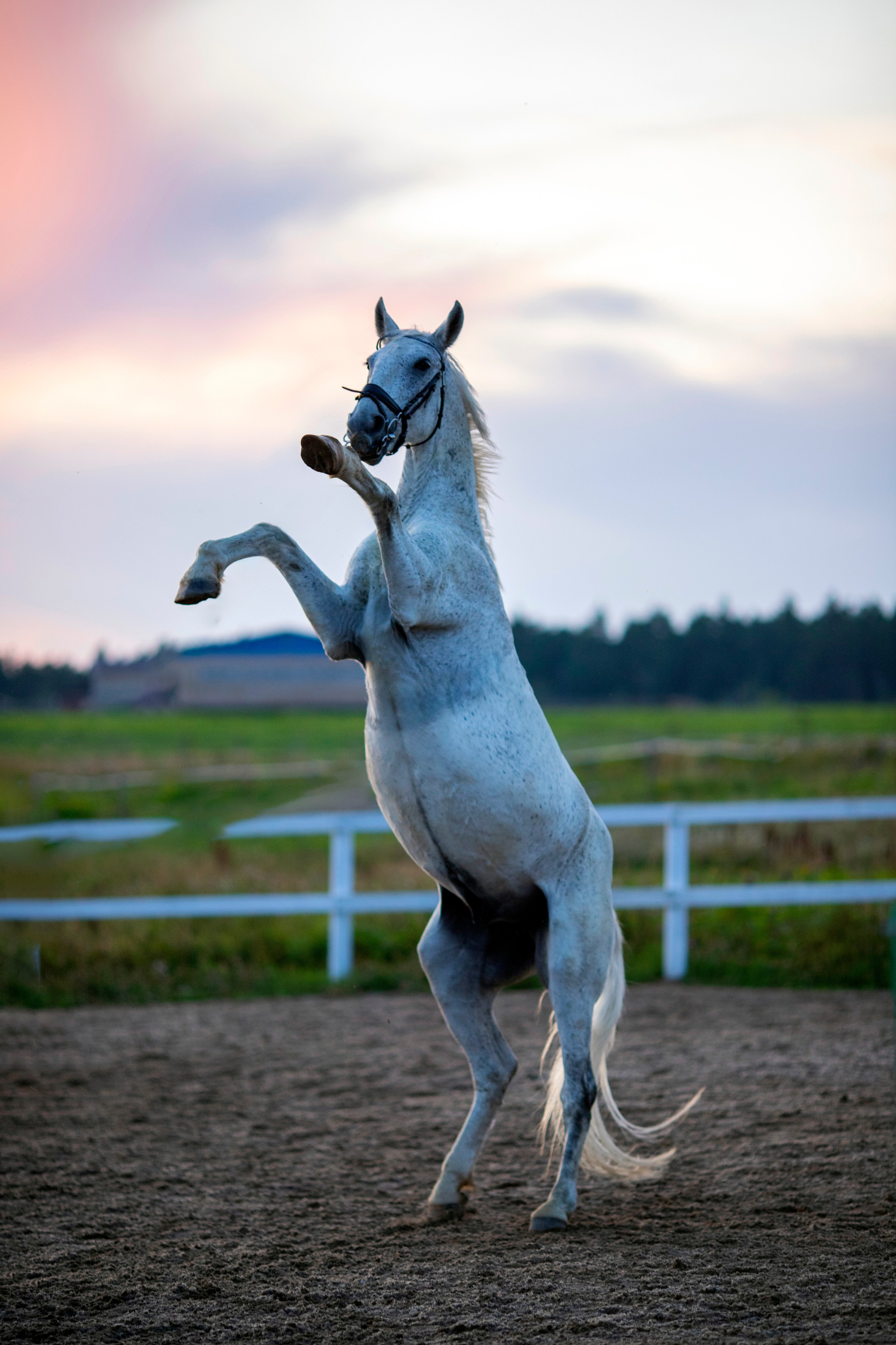 Животные. Фотограф в Москве и в Московской области Сандра