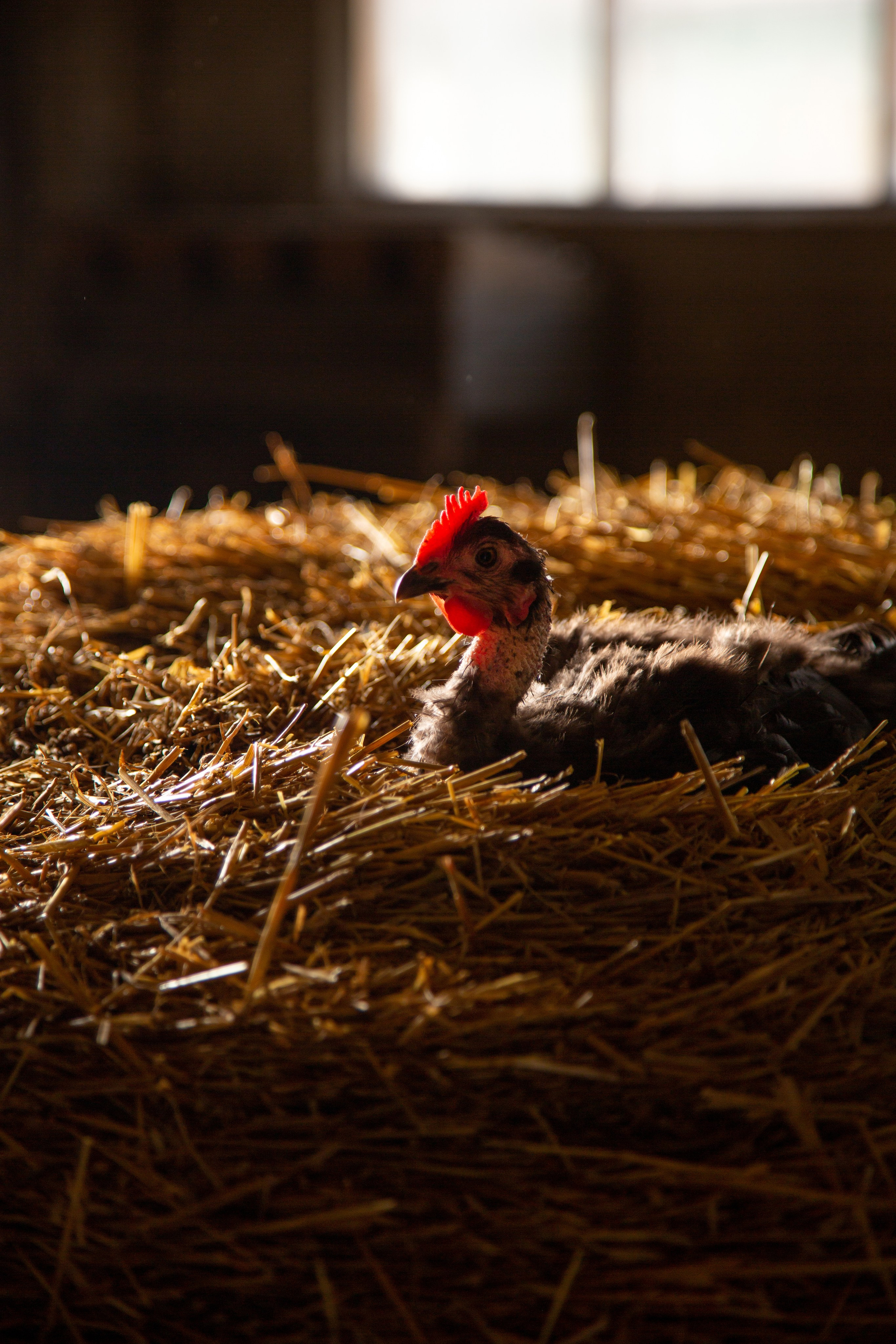 Элла Ферма. Юлия Космо — фуд-фотограф, предметный стилист, Москва