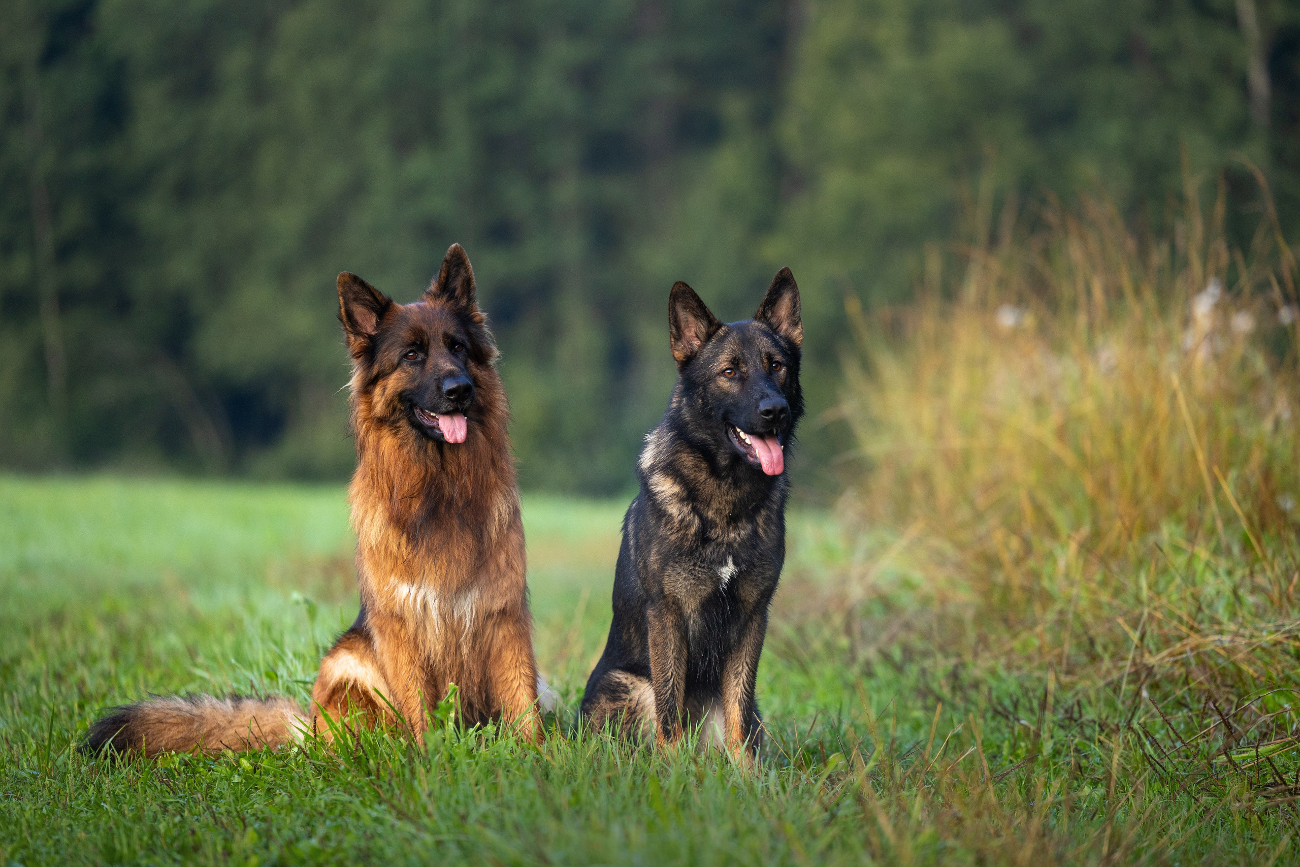 Немецкие овчарки Кетчер и Роскошь. Фотограф-анималист Natalia Deingel | Фотосъемка собак в Москве