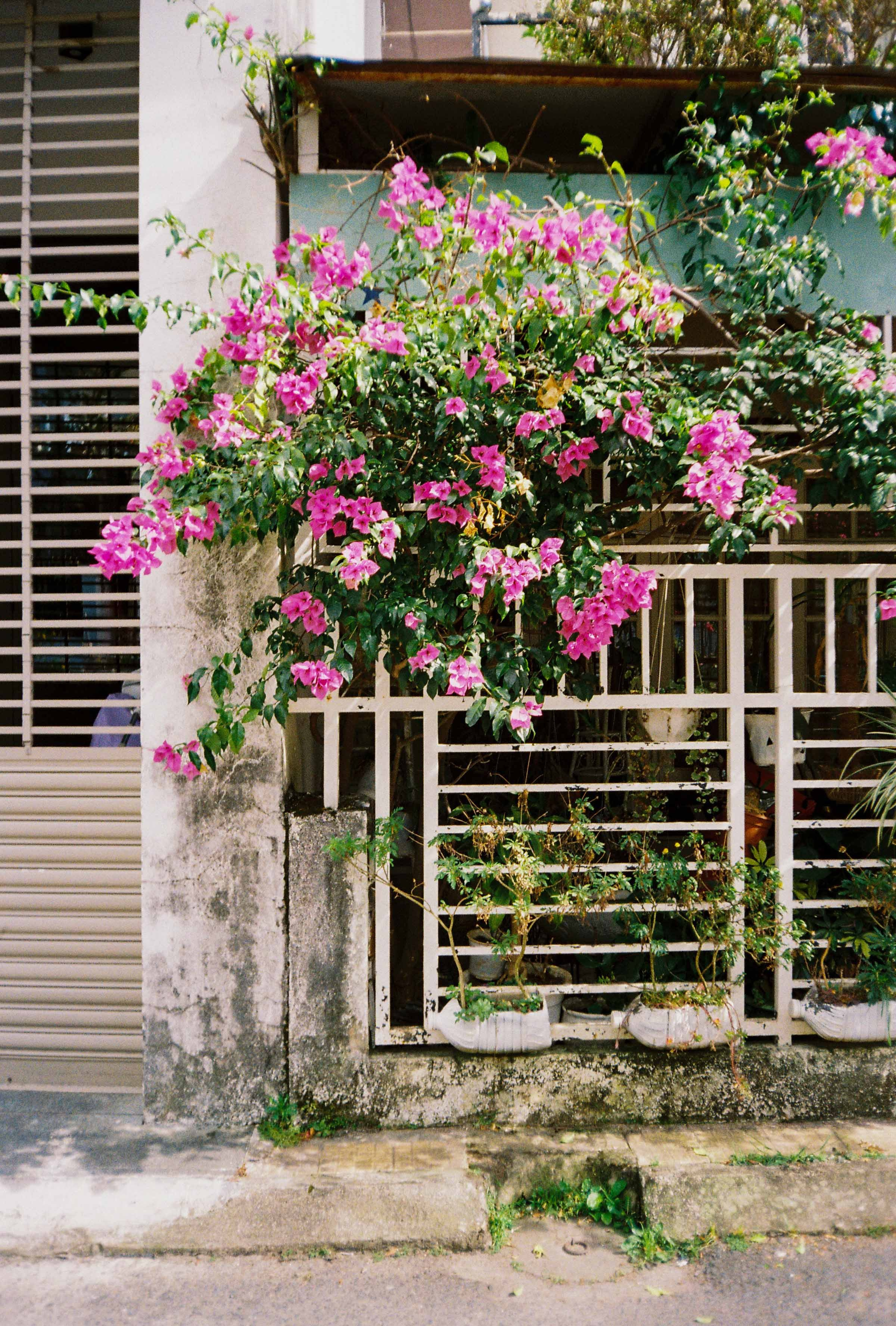 Dalat 2023. Film Photographer in Da Nang, Vietnam — Tanya Parfenteva
