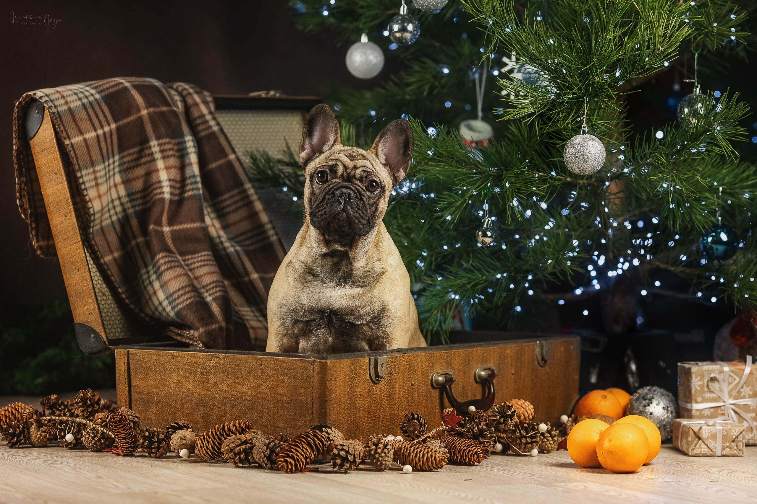 Фотодень_1 2025. Фотограф анималист Аня Ливанова | Рыбинск