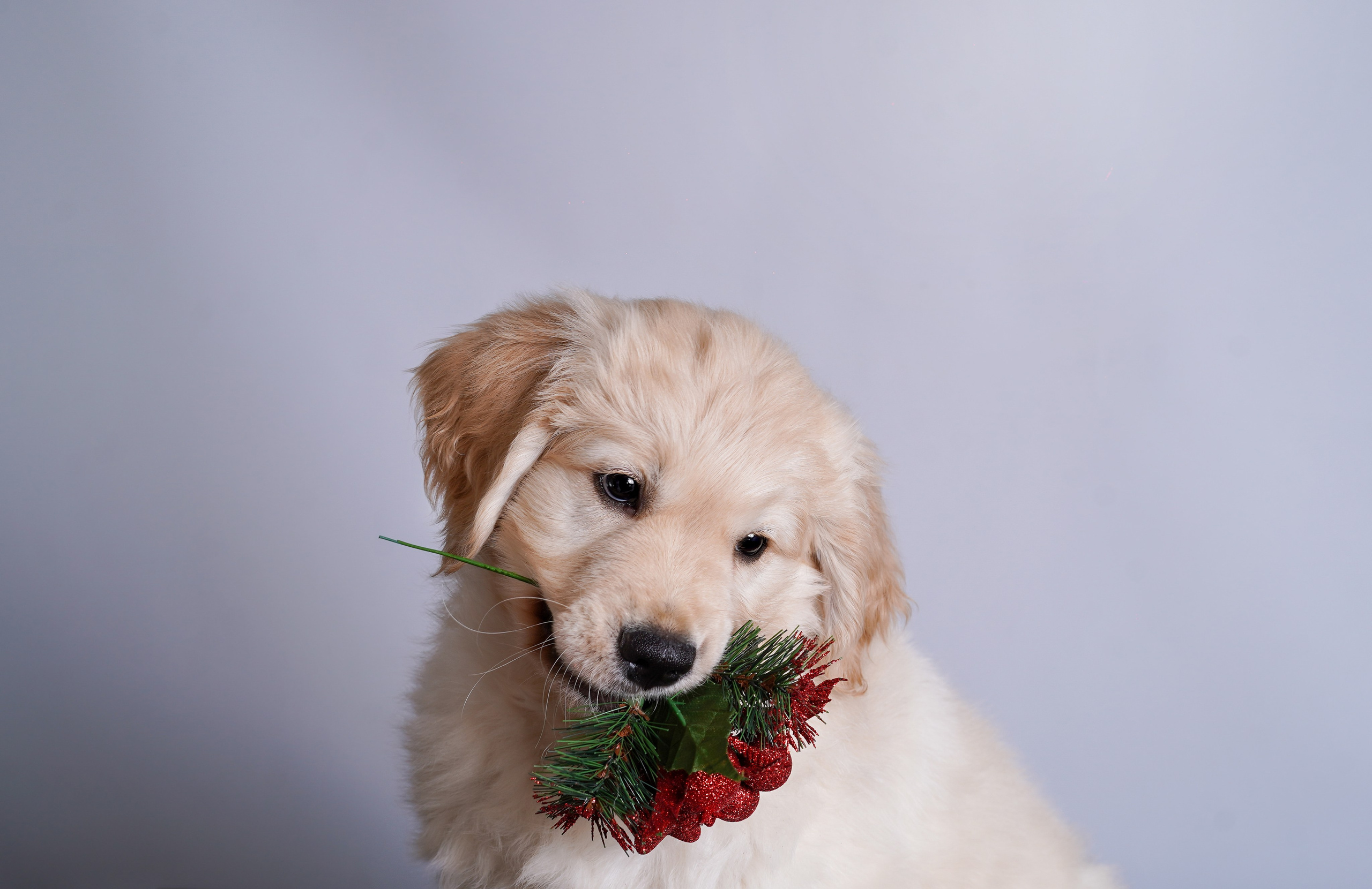 Щенок голдена. Фотограф-анималист в Санкт-Петербурге Яна Мартынова