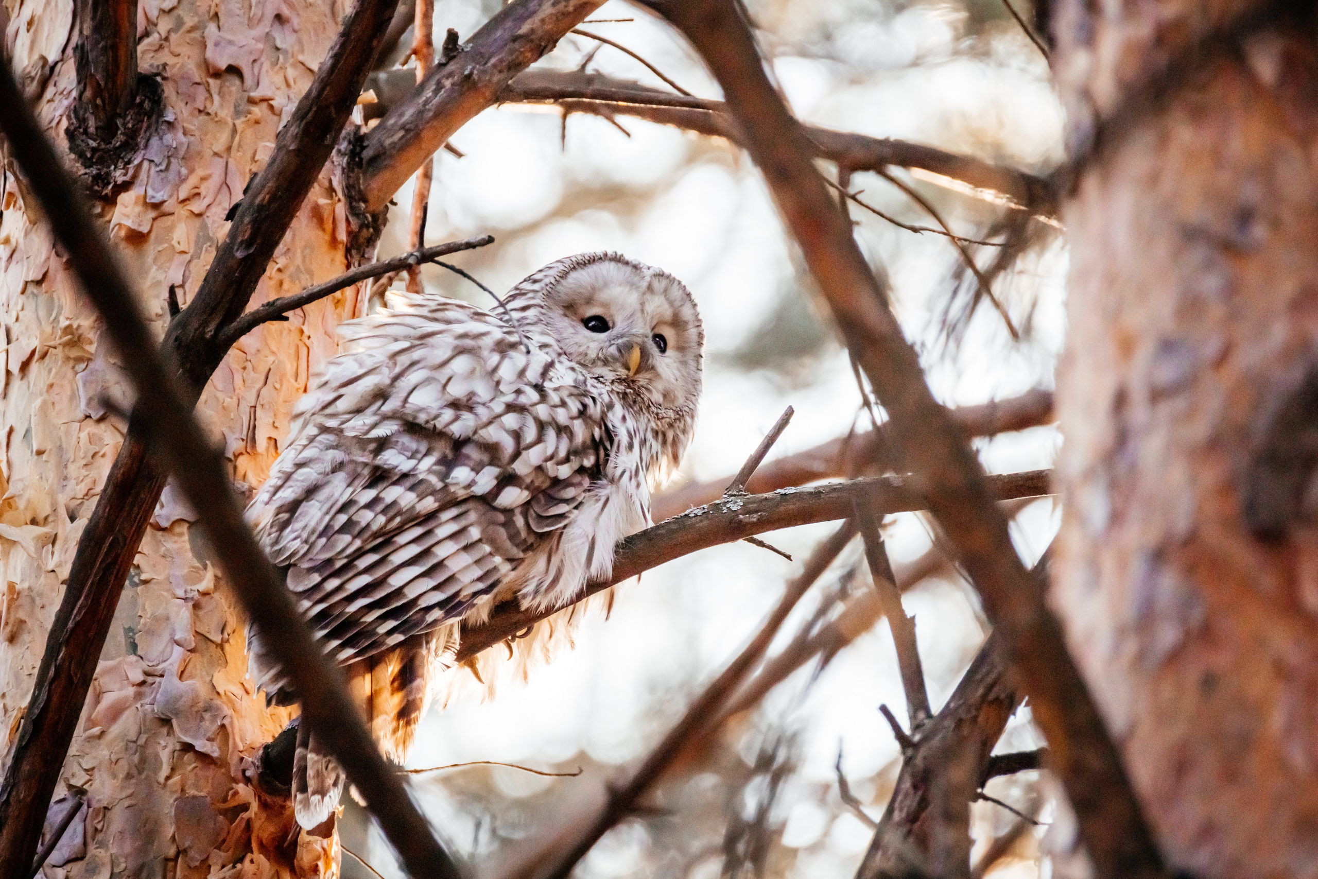Совы. Фотограф в Красноярске Оксана Корчагина