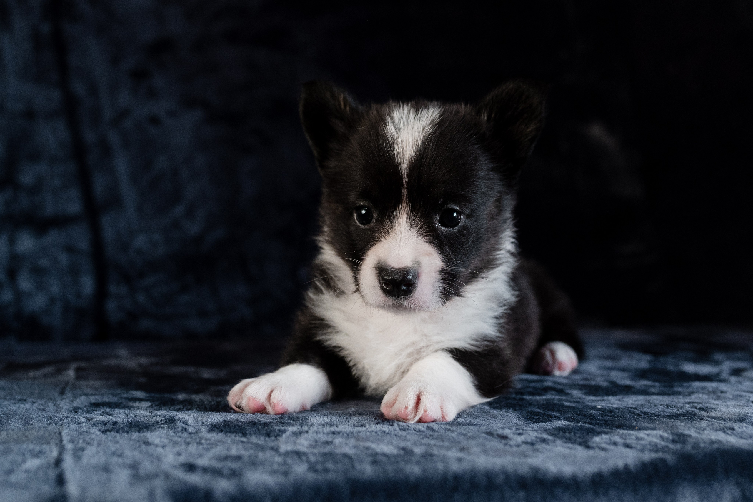 Вельш-корги-пемброк. Фотограф анималист в Москве Ольга Агушева