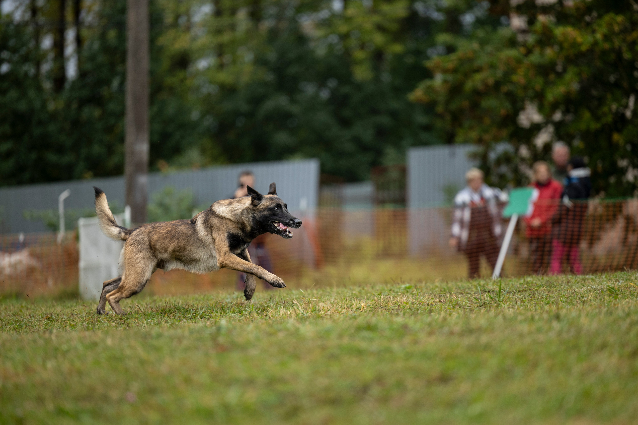 Испытания по Мондьорингу г. Пушкин. Фотограф-анималист Анна Маринич