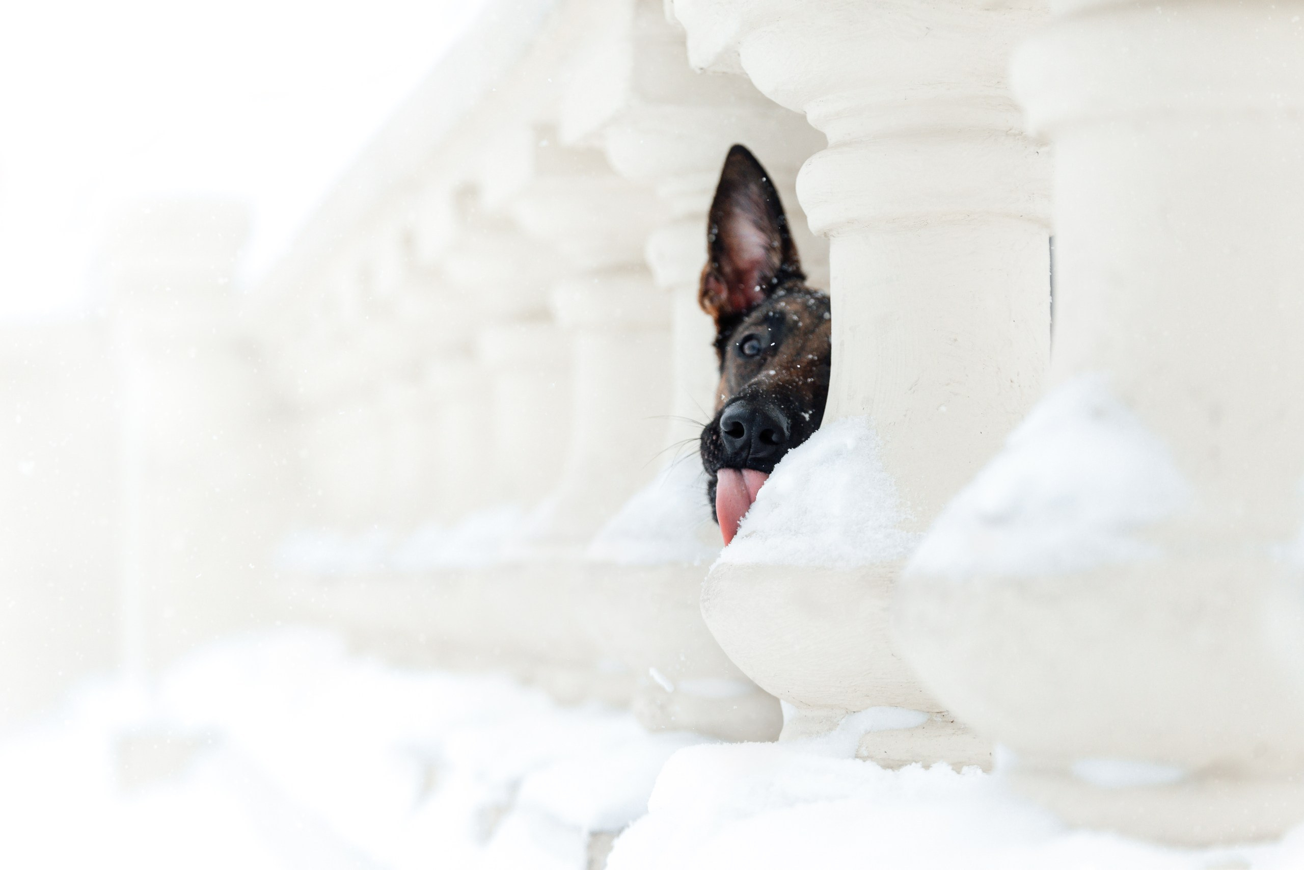 Кристина и Зума. Фотограф-анималист Анастасия Парфенова|Екатеринбург