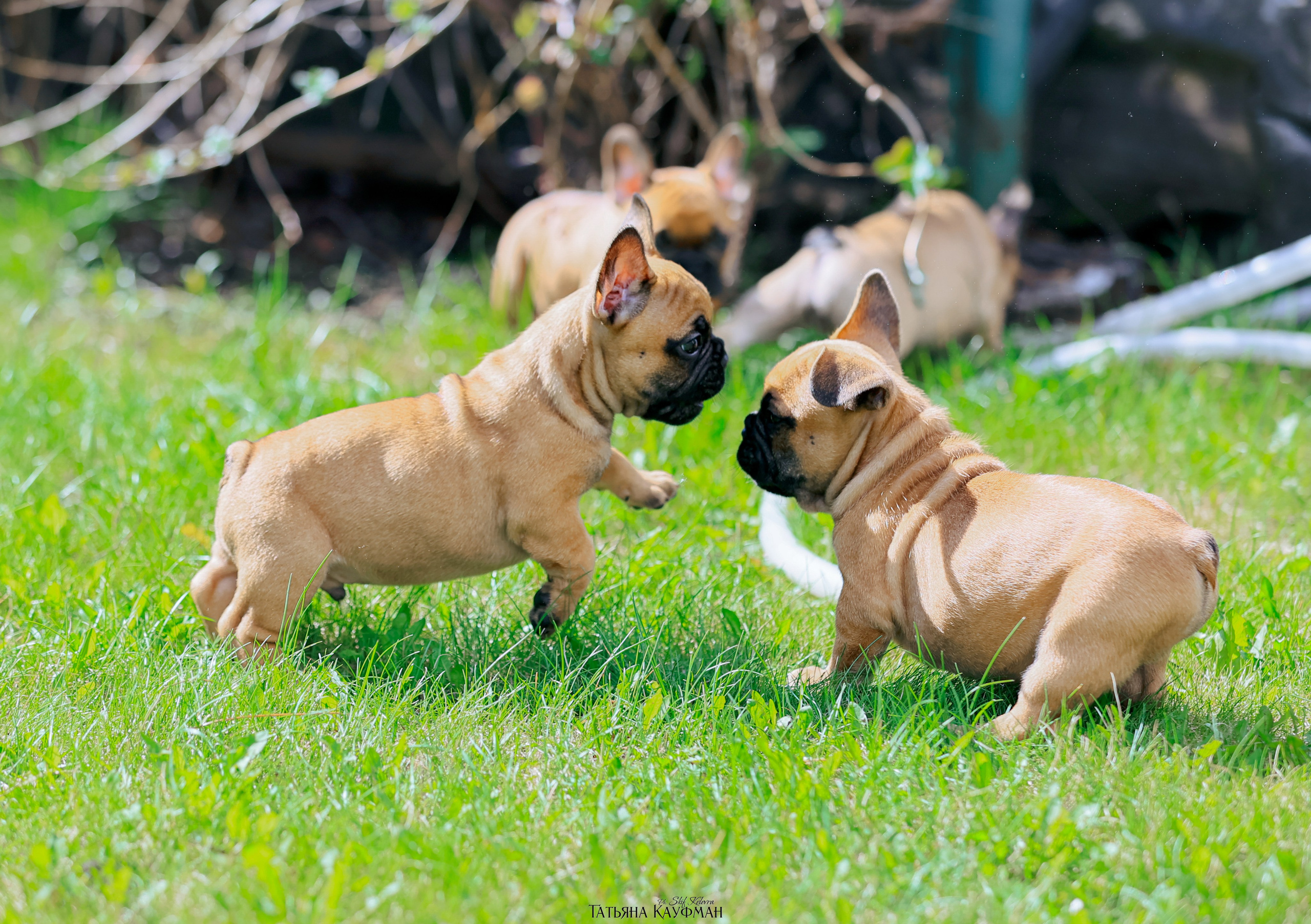 Французский бульдог, фотография французского бульдога, щенки бульдога, щенки французского бульдога, красивая собака, фотограф анималист, фотокурс Анималистика, научиться фотографировать собак, фотограф Новосибирск