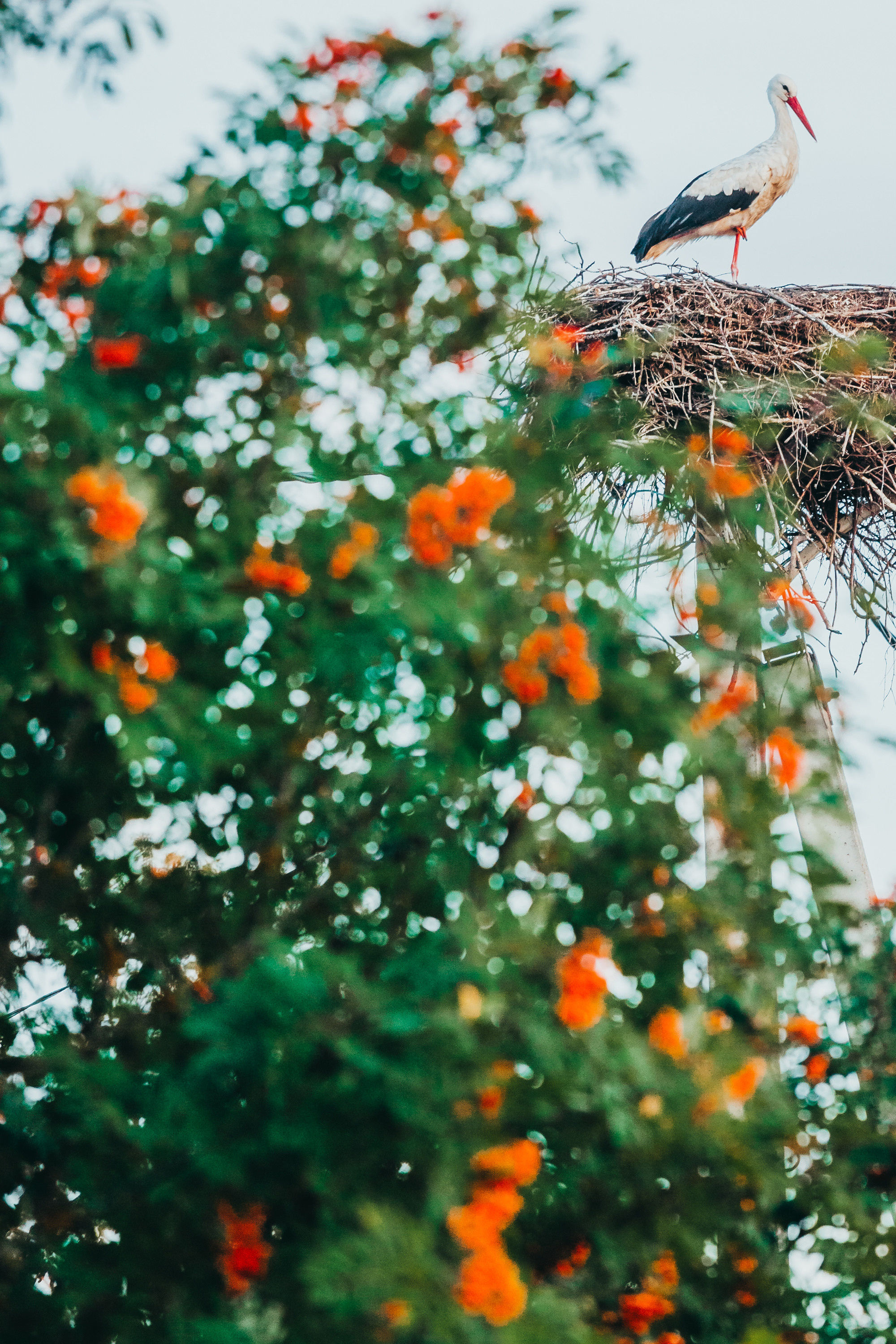 Деревенское. Фотограф Москва и область