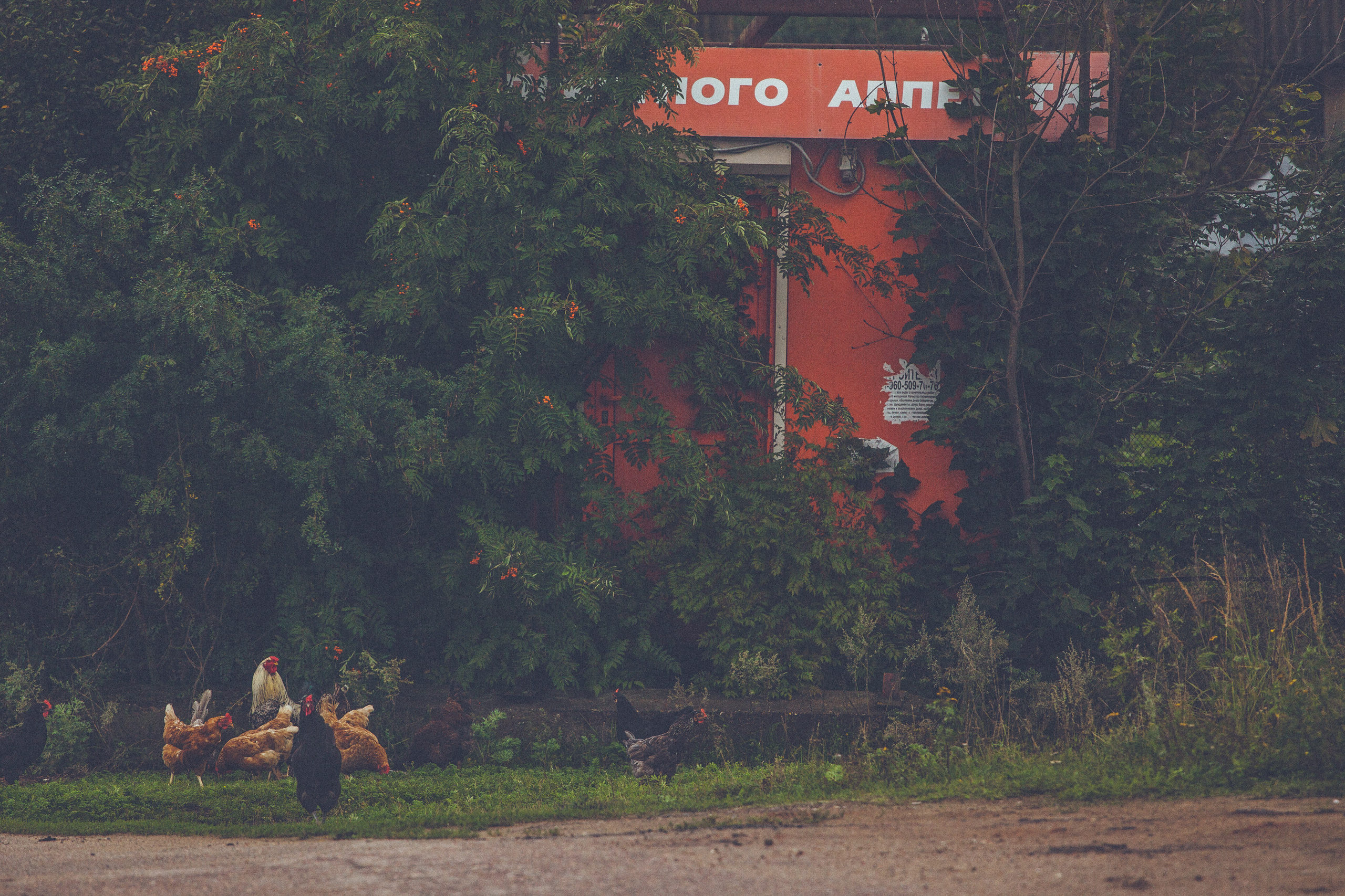Деревенское. Фотограф Москва и область
