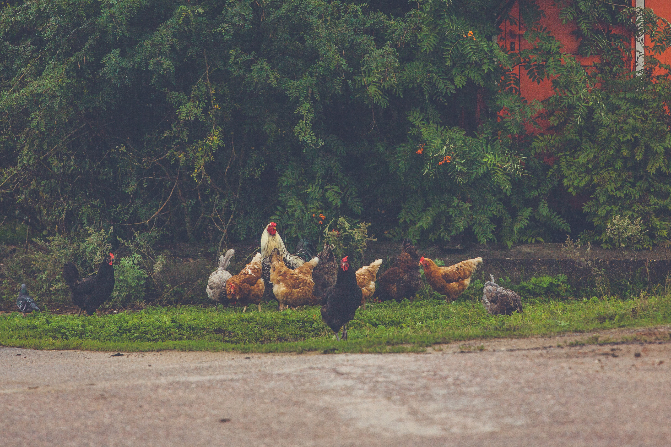 Деревенское. Фотограф Москва и область
