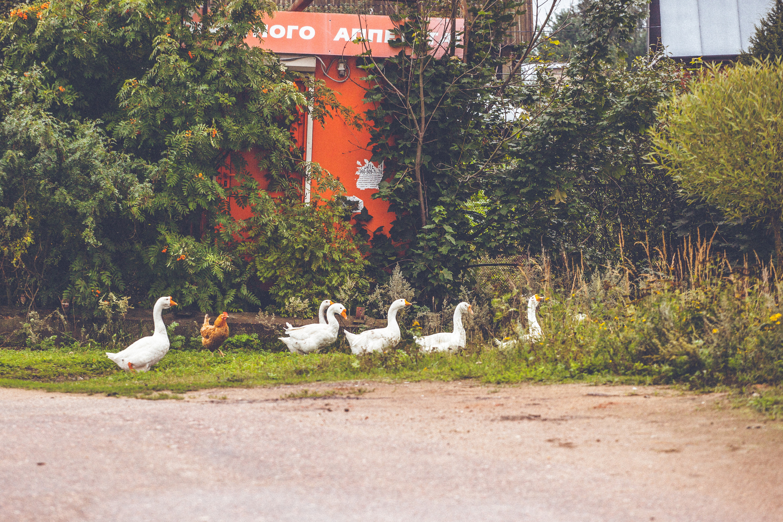 Деревенское. Фотограф Москва и область