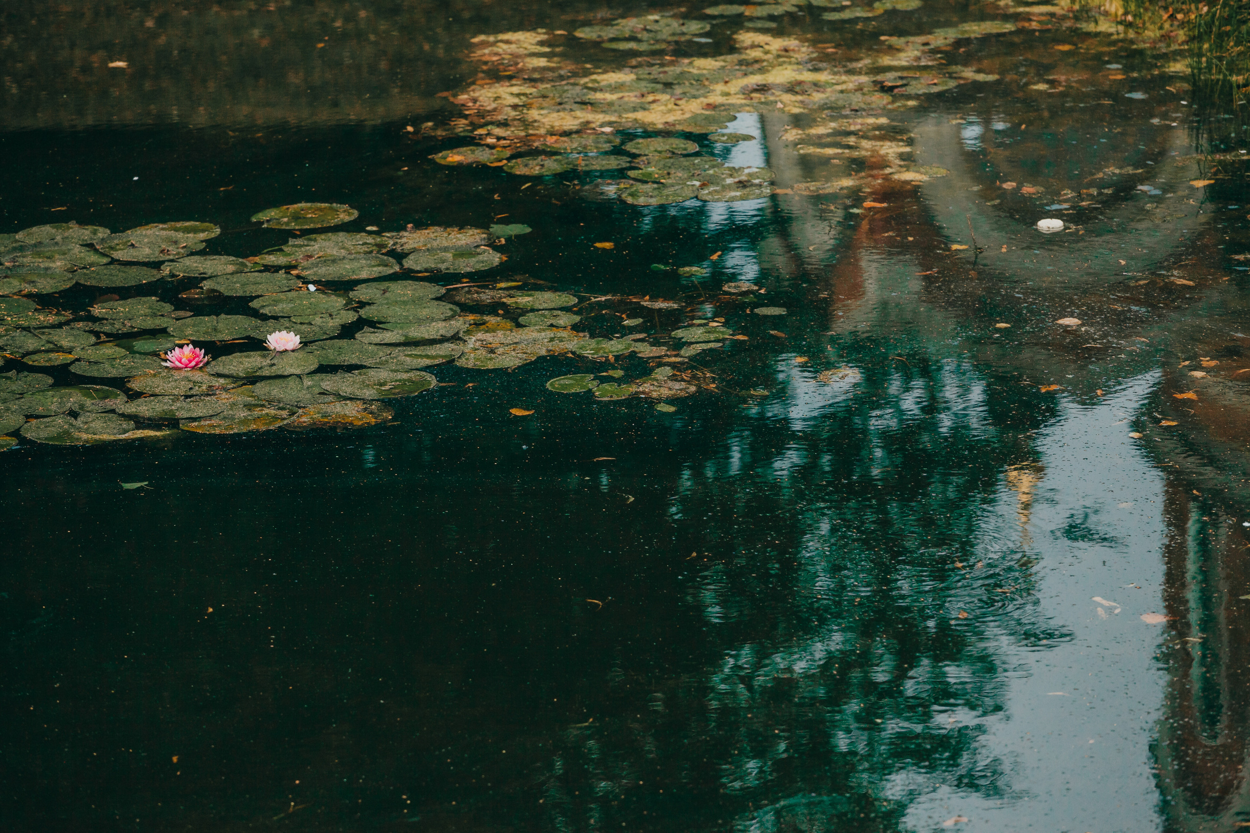Бородино. Фотограф Москва и область