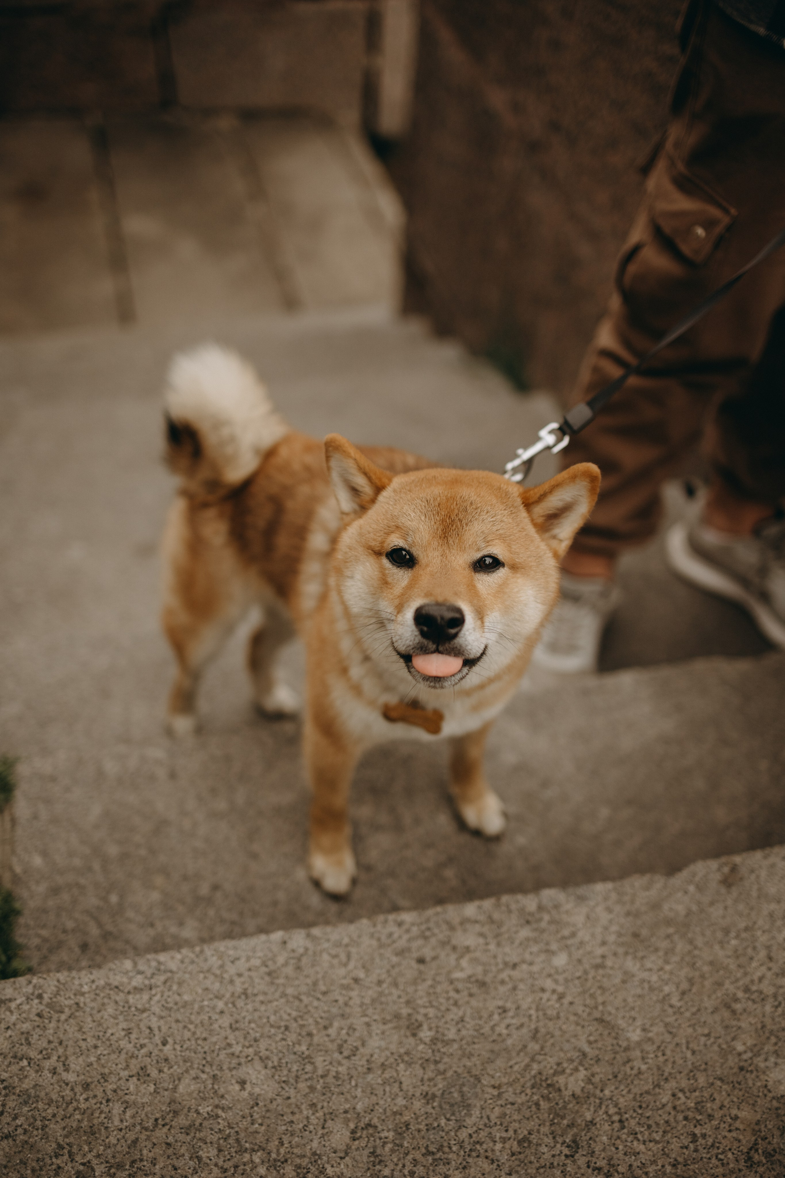 Сириус и его семья. Фотограф — Анималист | Санкт-Петербург