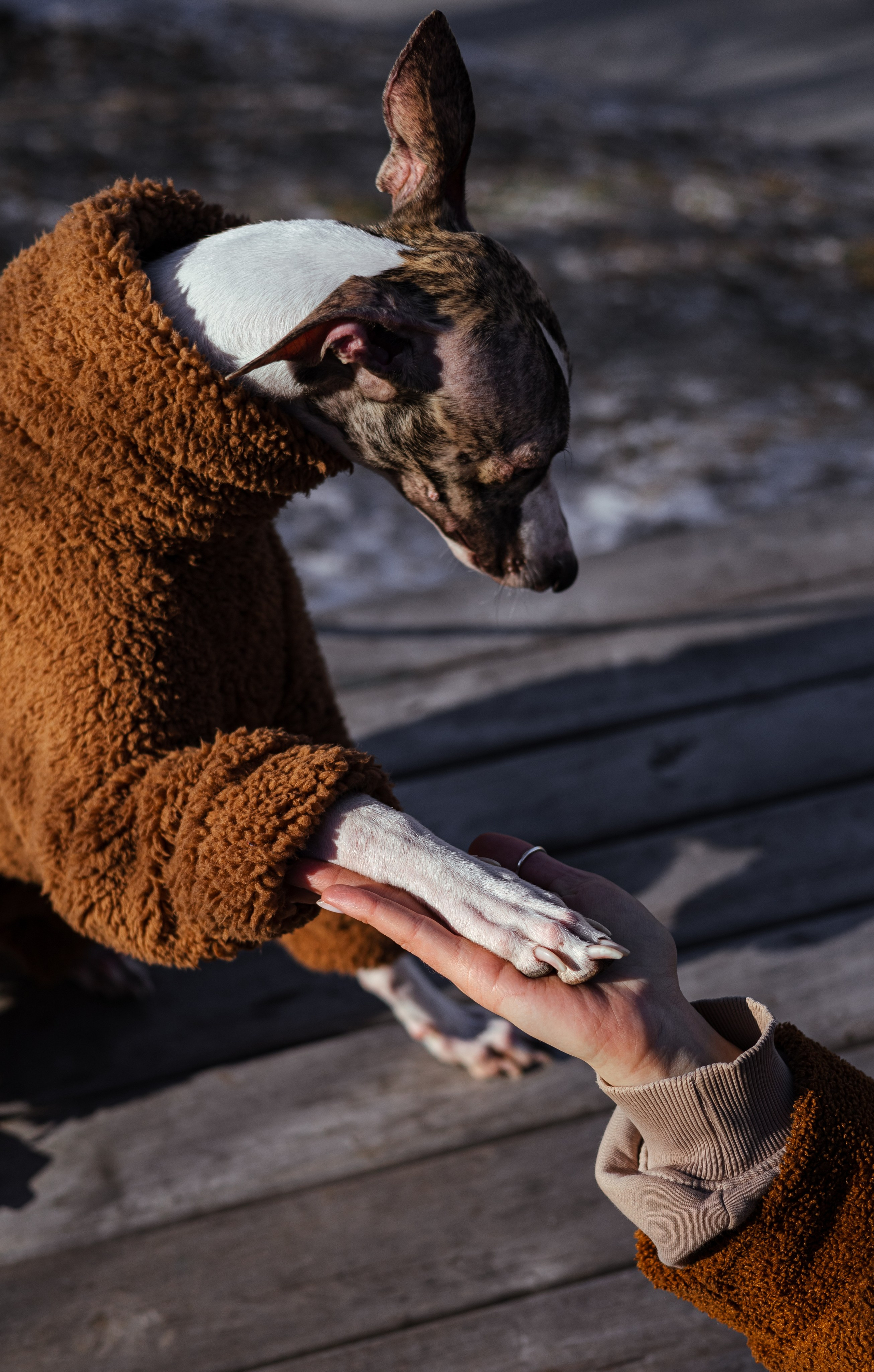 Алёна и Дос. Фотограф — анималист Владивосток, Алина