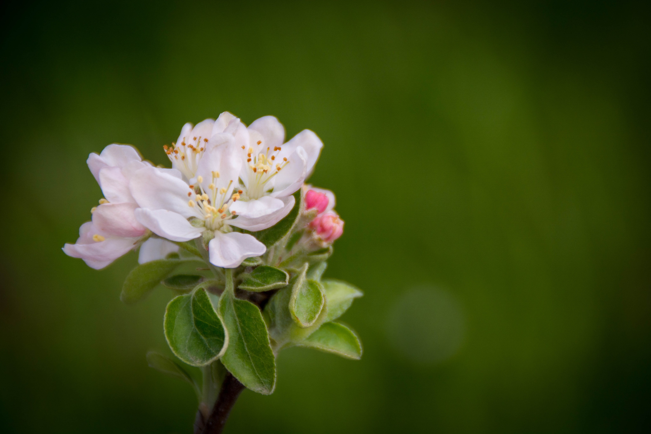 Природа в фотографии, взгляд на прекрасное через объектив фотоаппарата. Елена Волкова семейный фотограф в станице Гостагаевской города-курорта Анапа