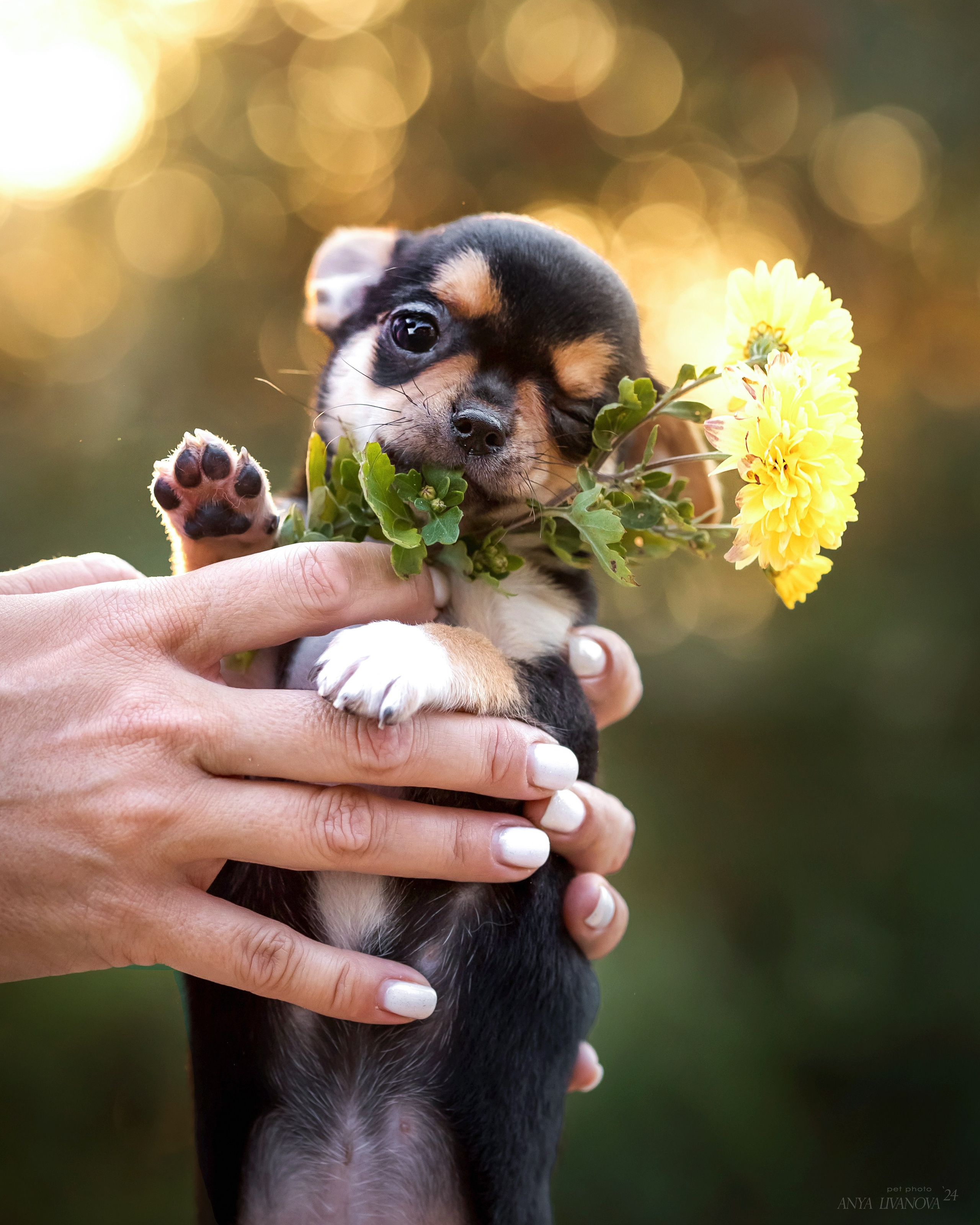 Чихуахуа. Фотограф анималист Аня Ливанова | Рыбинск