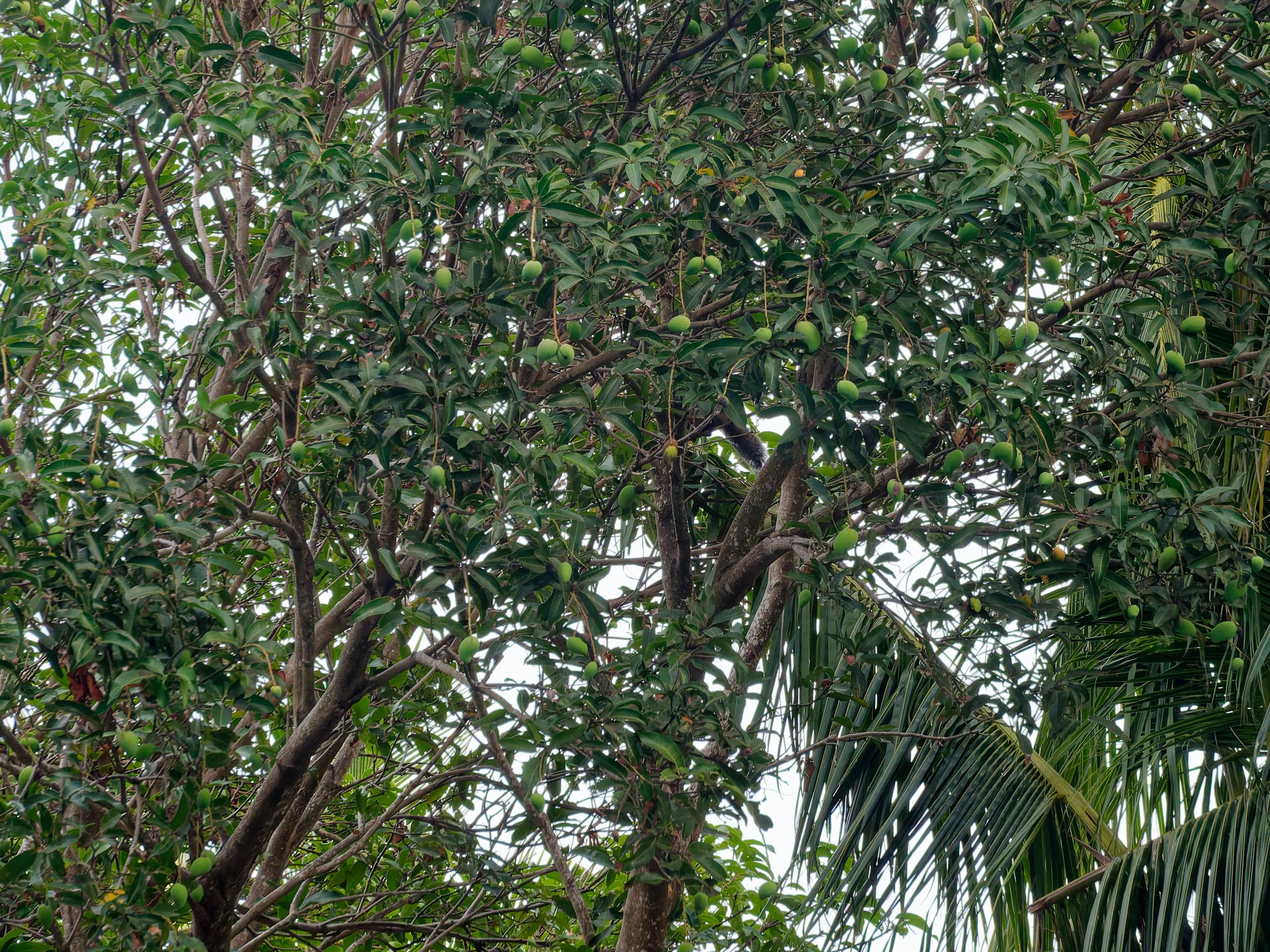 Хайнань 2026, флора, цветы и деревья. Фотопрогулки по Миру