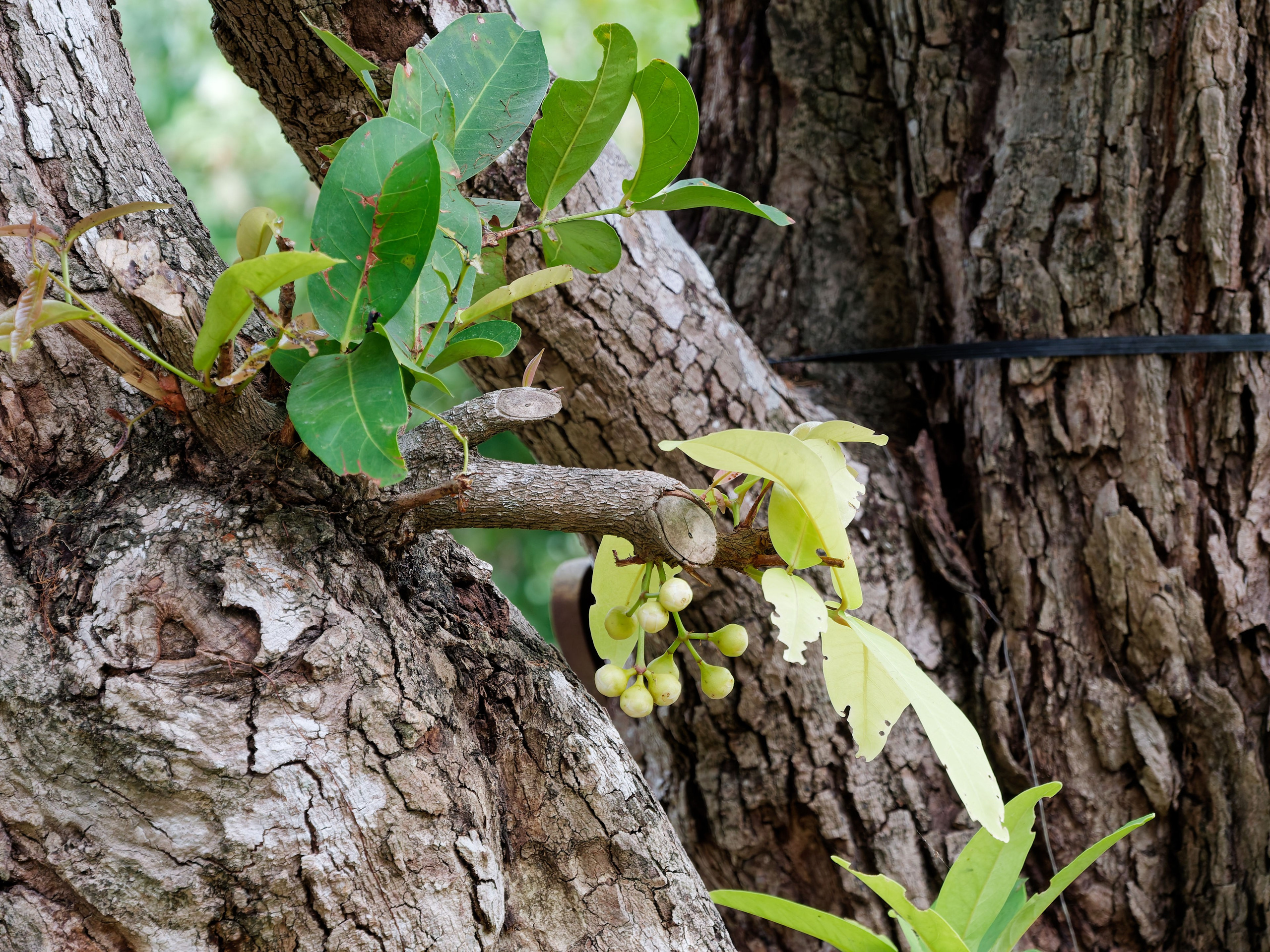Хайнань 2026, отель «Stony Brook Villa Jianguo Resort Sanya 4*». Фотопрогулки по Миру