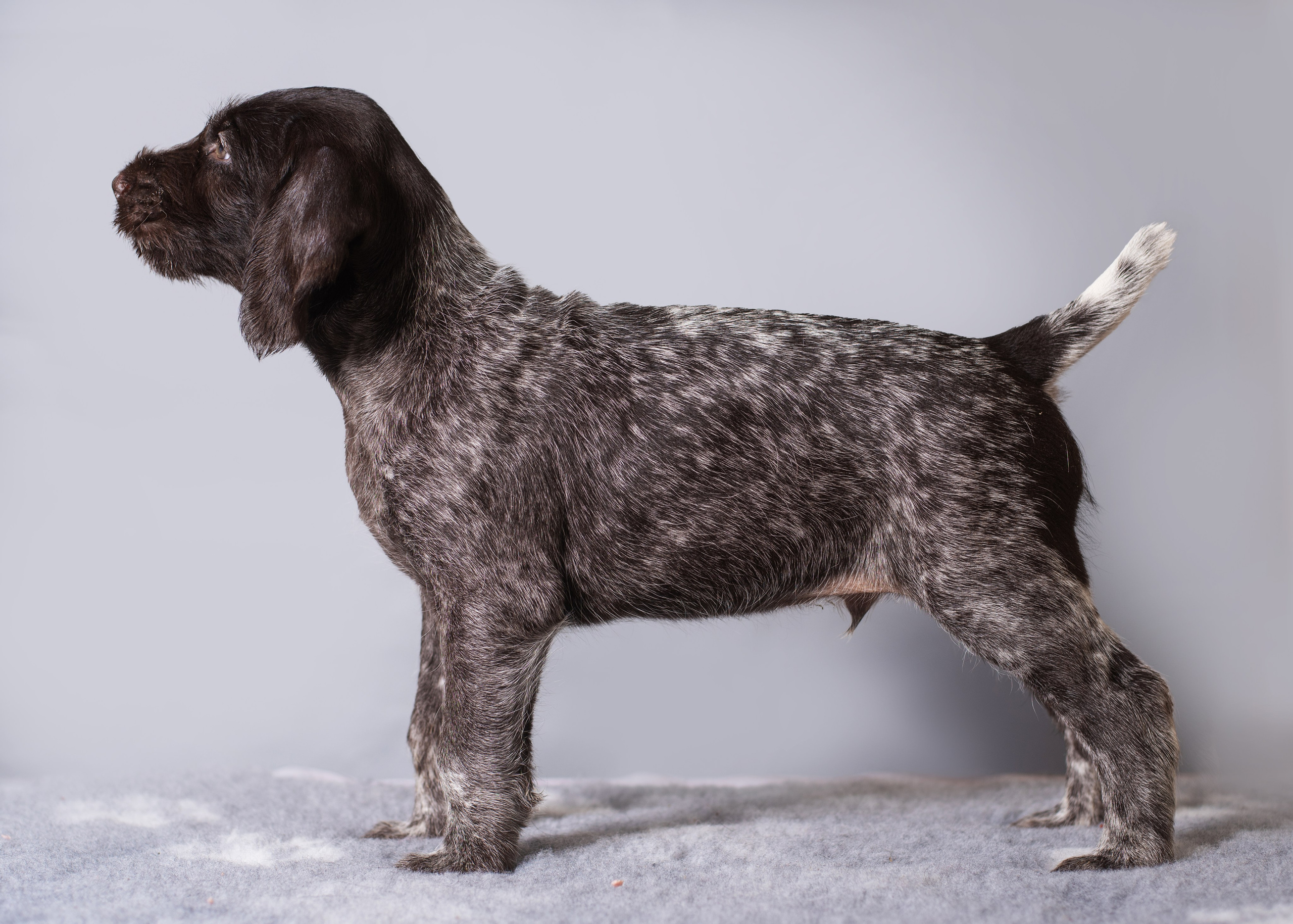 Дратхаарята. Дог-фотограф в Тюмени Александра Королева