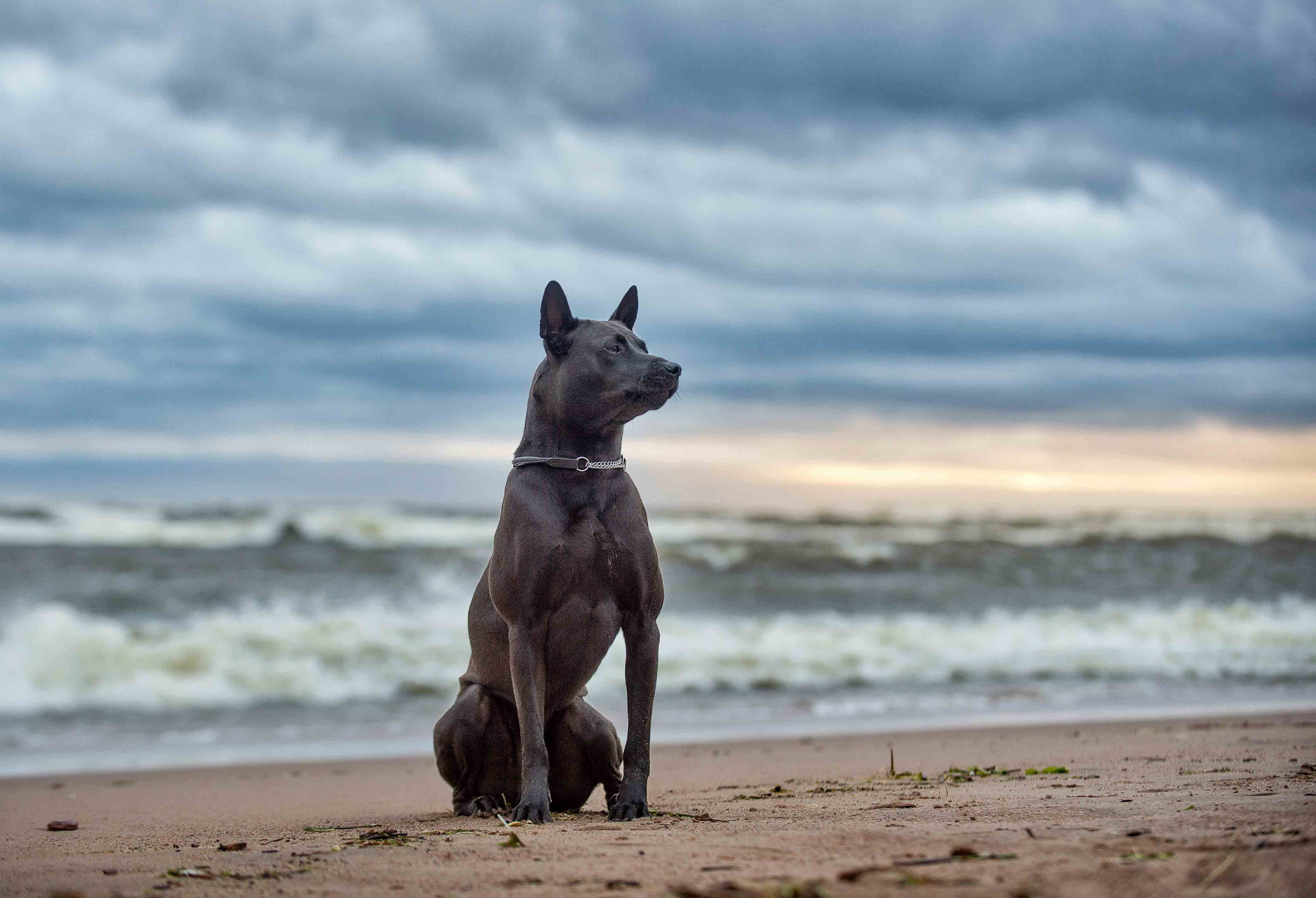 Собаки. Портретная и свадебная фотосъемка. Москва и область