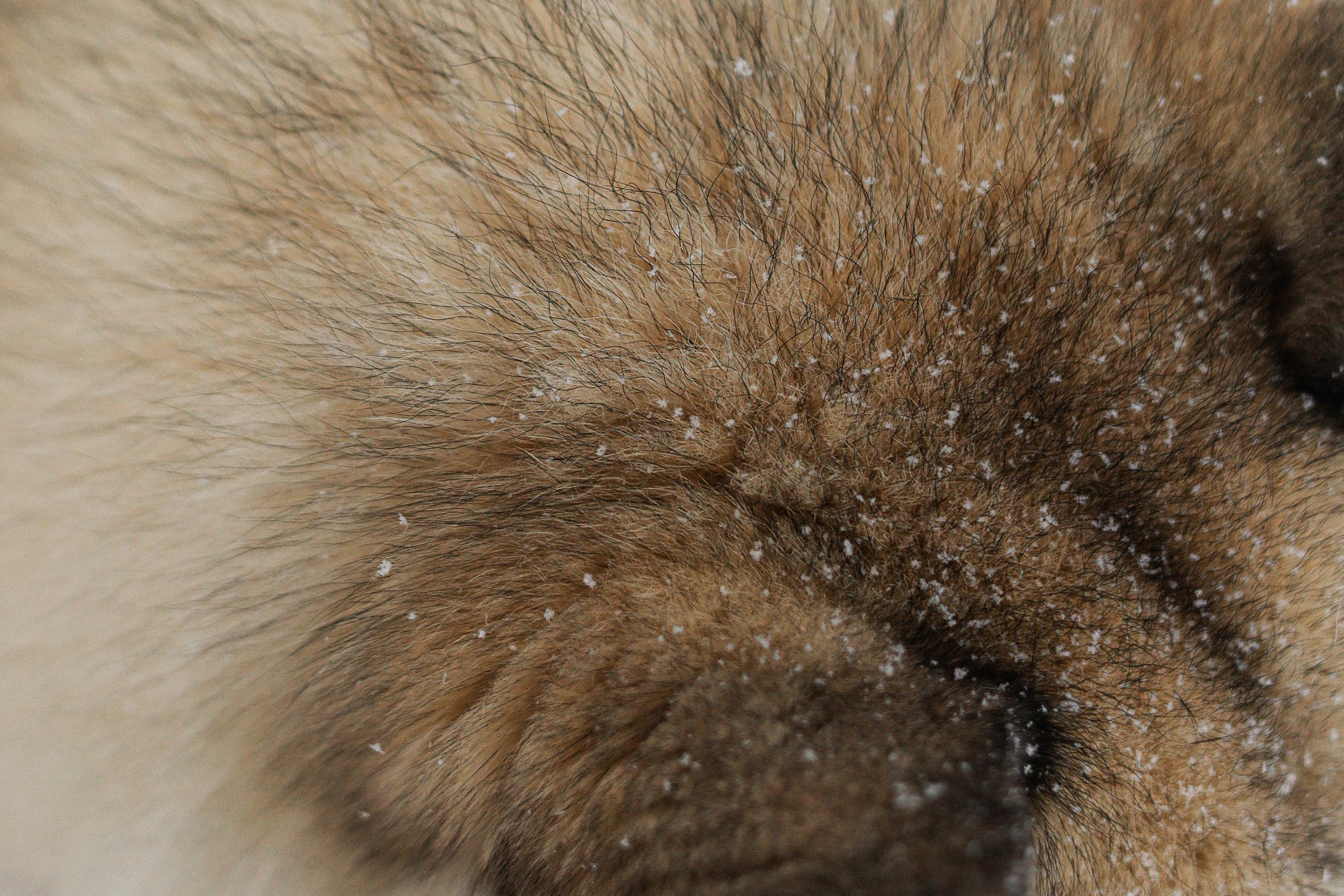 Мила, Лиза и Матвей. Фотограф-анималист Ксения Шевцова|Москва