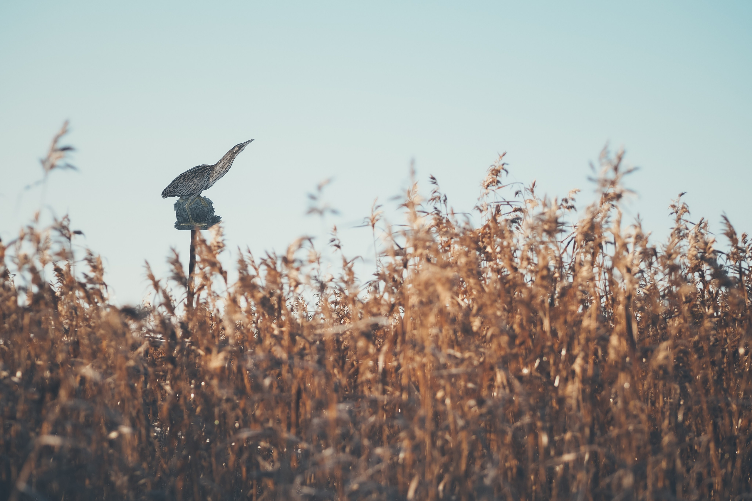 Сестрорецк. Свадебный фотограф Копков Геннадий