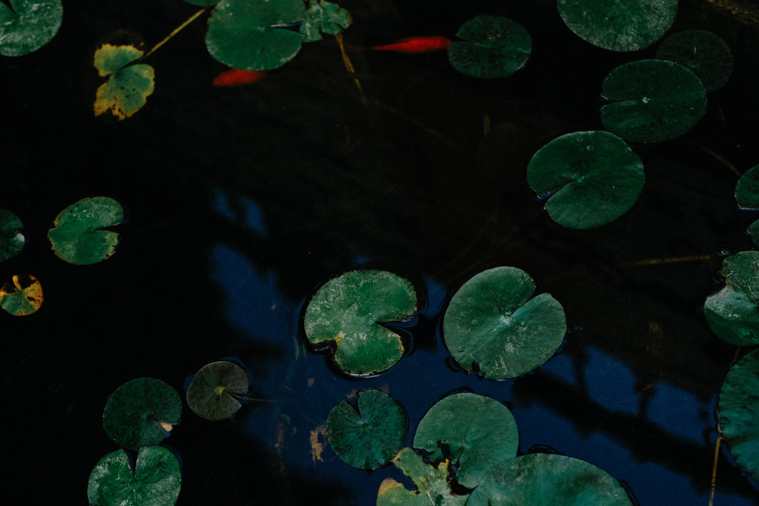 Lycian Way: Turkey. Обо мне