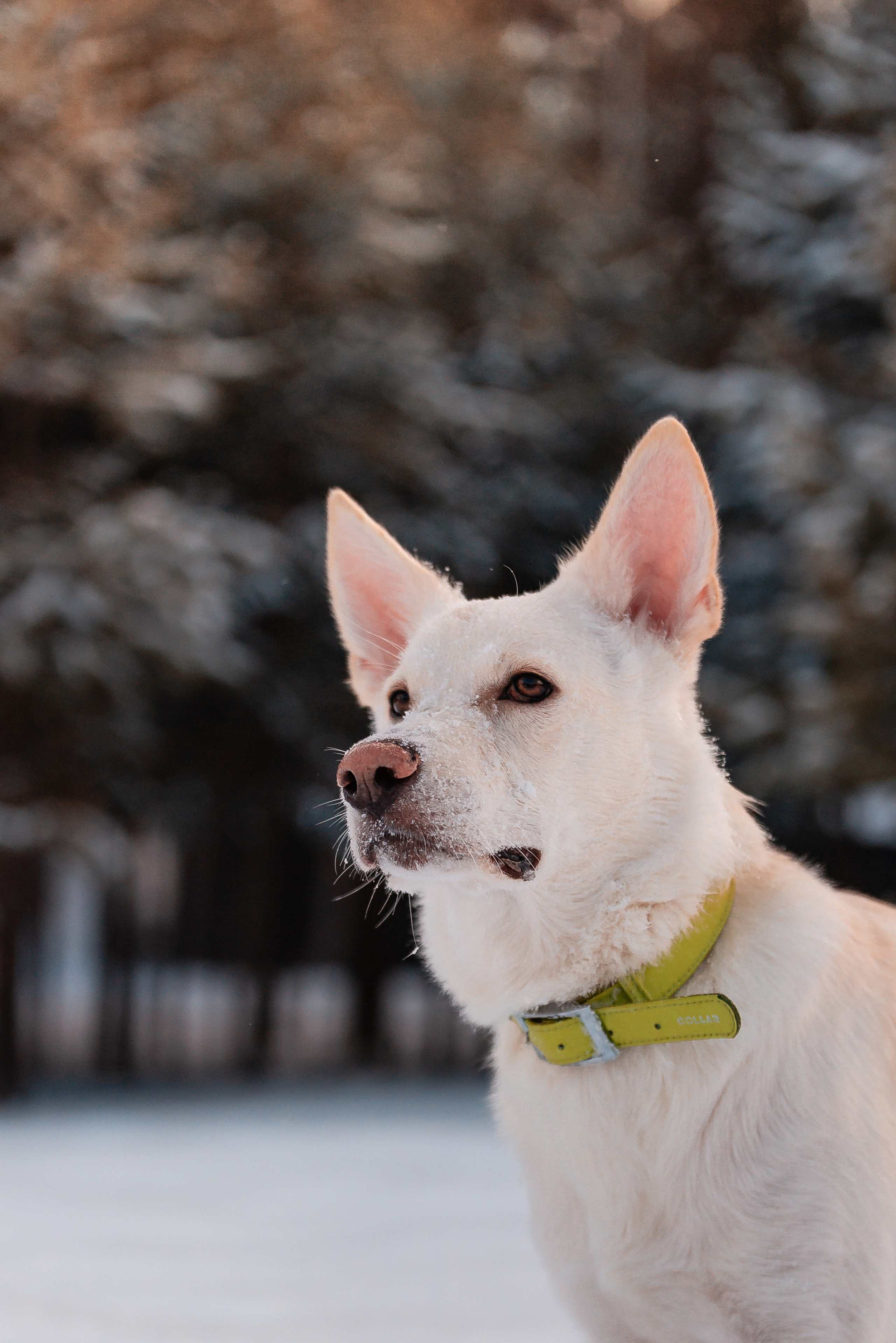 Татьяна, Михаил, Шелли и Лаки. Фотограф-анималист Анастасия Парфенова|Екатеринбург