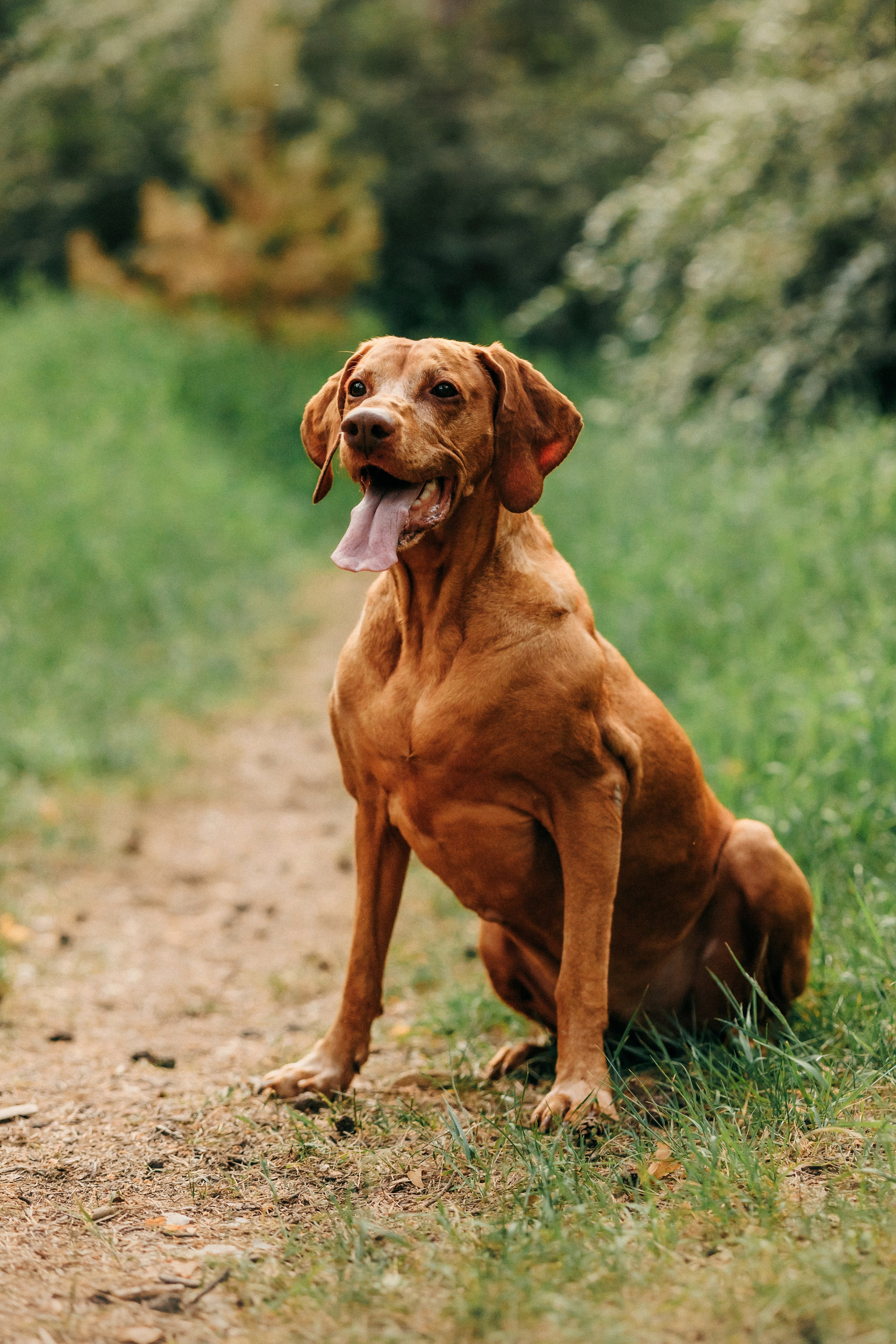 Марина, Глеб, Мая и Чили. Фотограф-анималист Елена Радченко, Москва