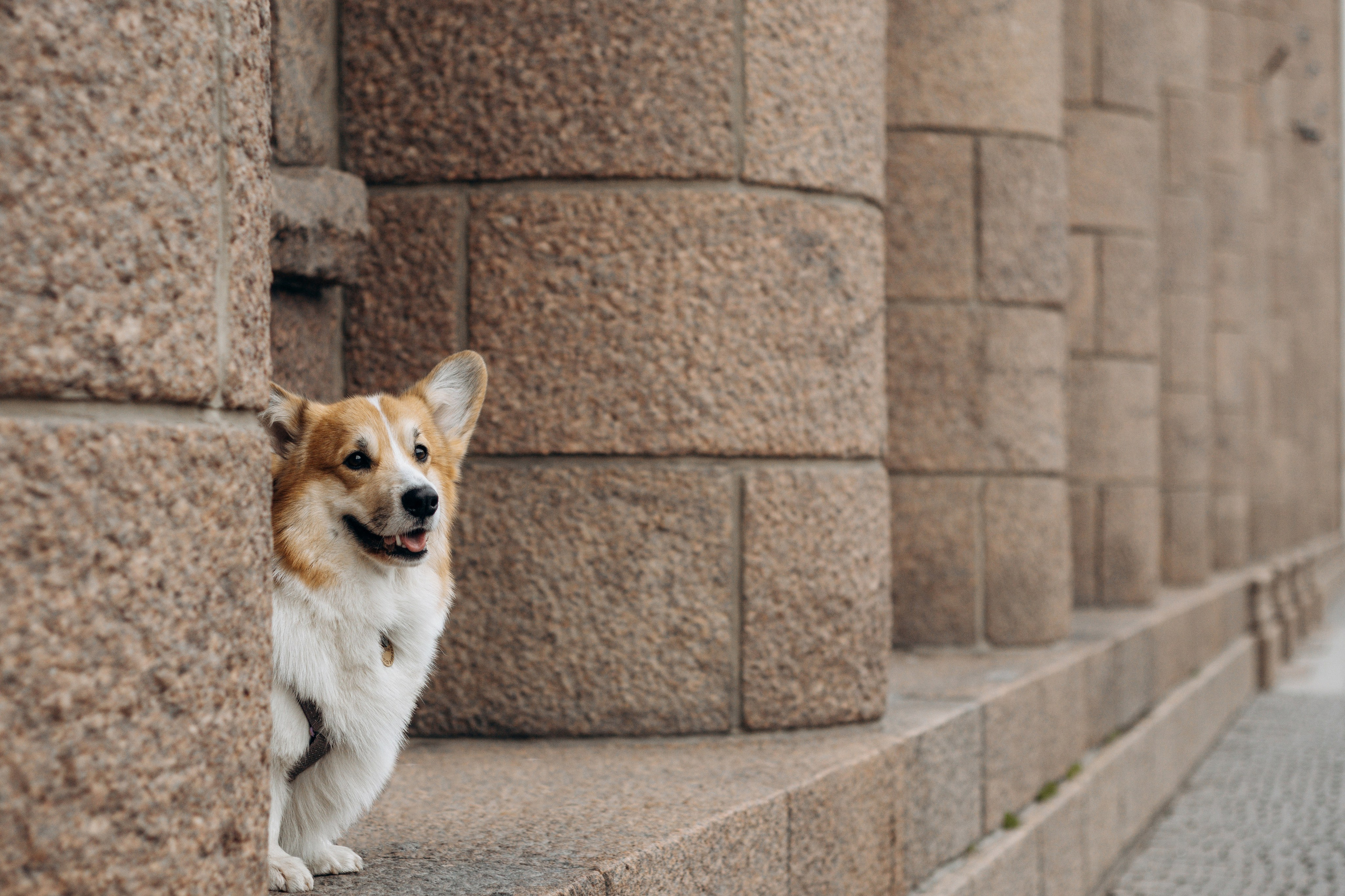 Лина и Маффин. Фотограф-анималист в Санкт-Петербурге