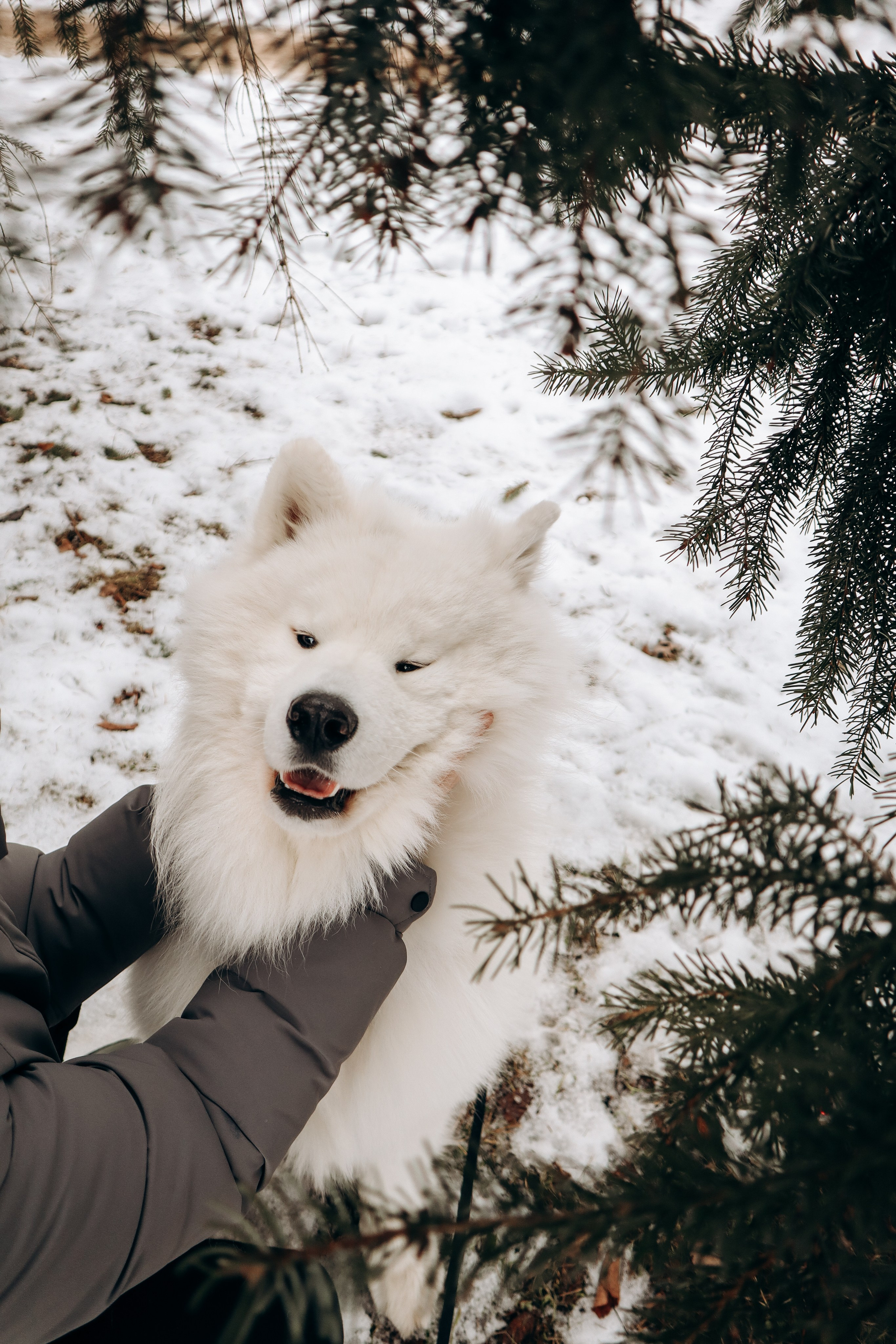 Даша и Локи. Фотограф-анималист в Санкт-Петербурге